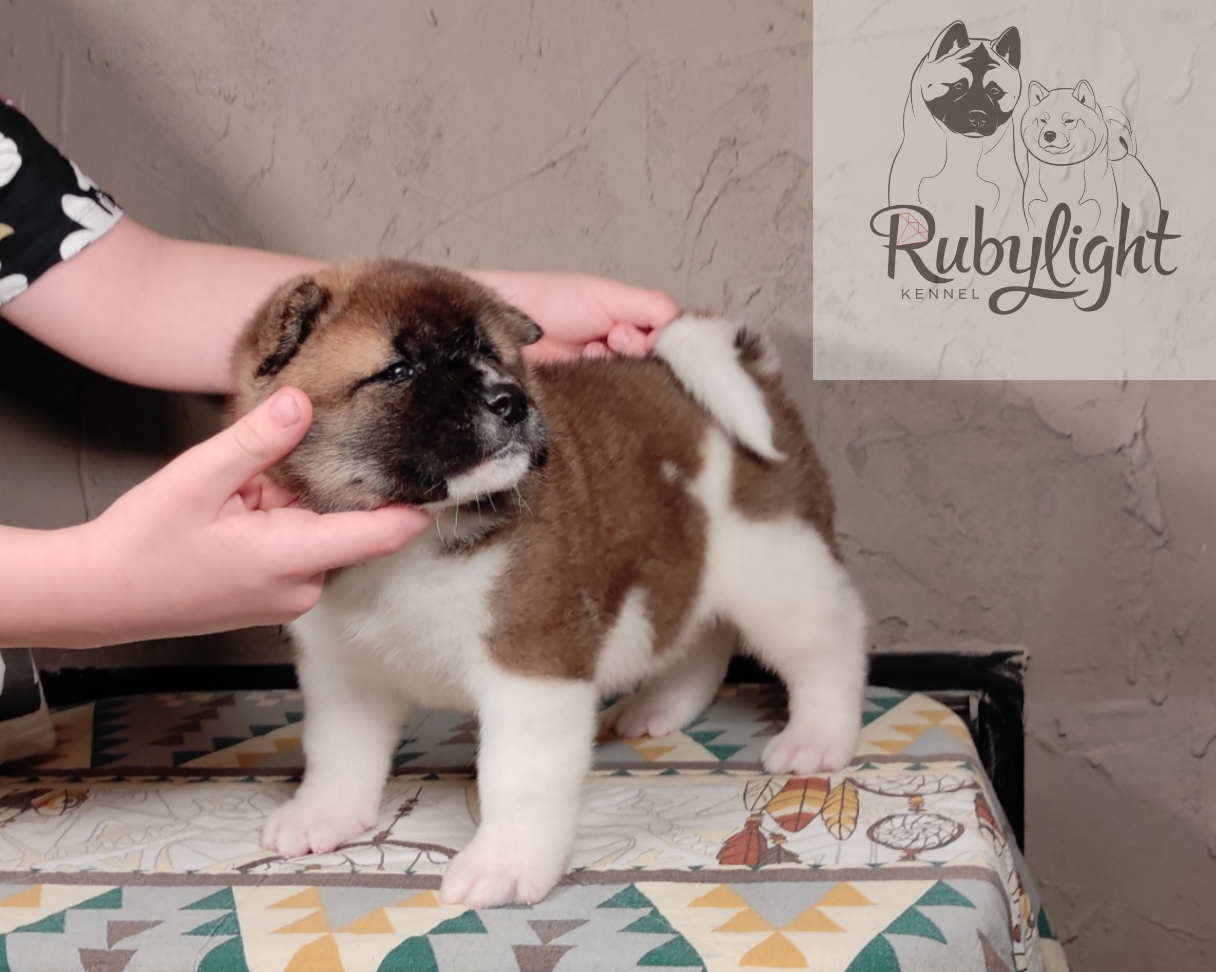 щенки Акита американская купить санкт-петербург питомник RUBYLIGHT BIYA & Dilinze's Hause Orion