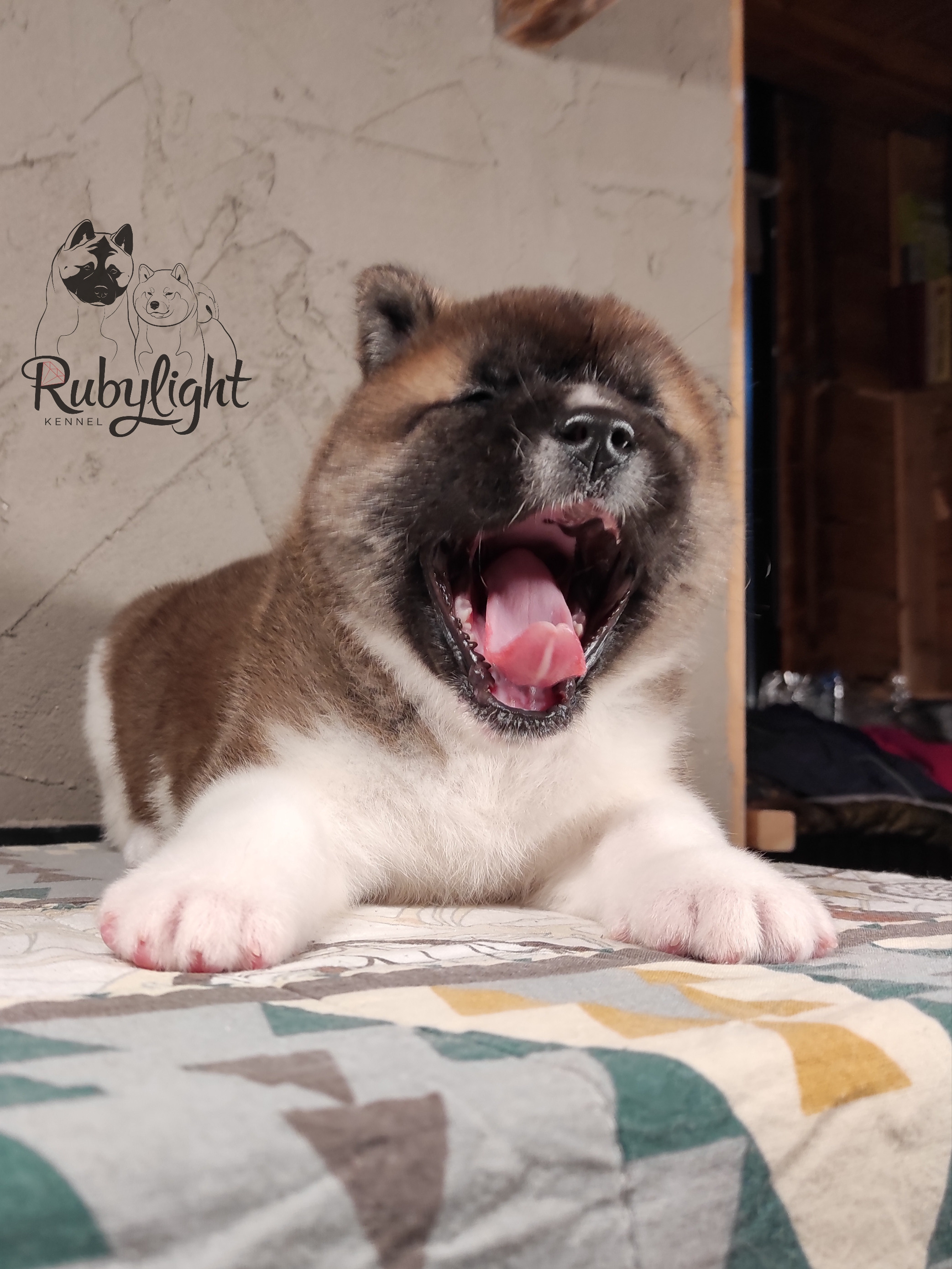 щенки Акита американская купить санкт-петербург питомник RUBYLIGHT BIYA & Dilinze's Hause Orion