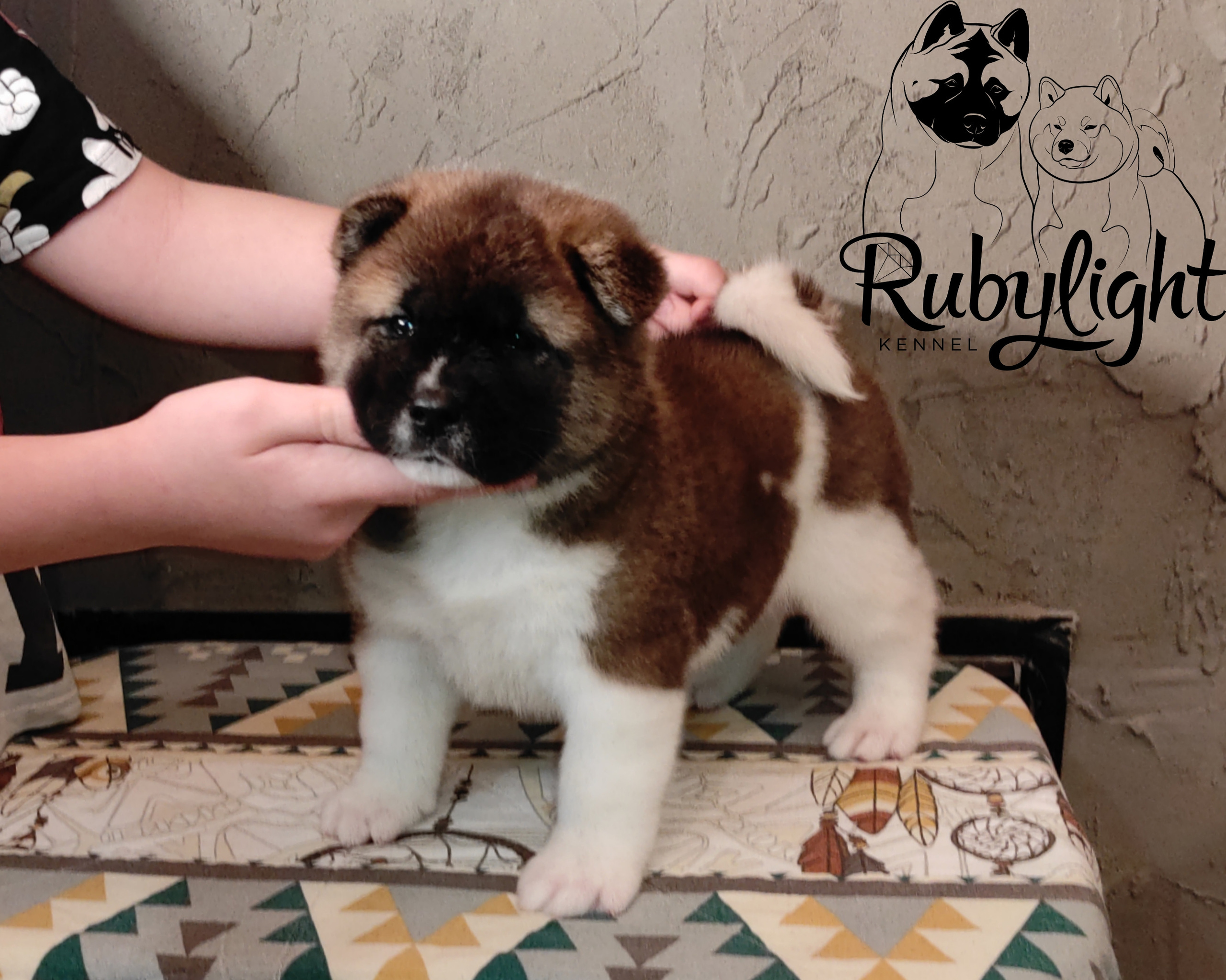 щенки Акита американская купить санкт-петербург питомник RUBYLIGHT BIYA & Dilinze's Hause Orion