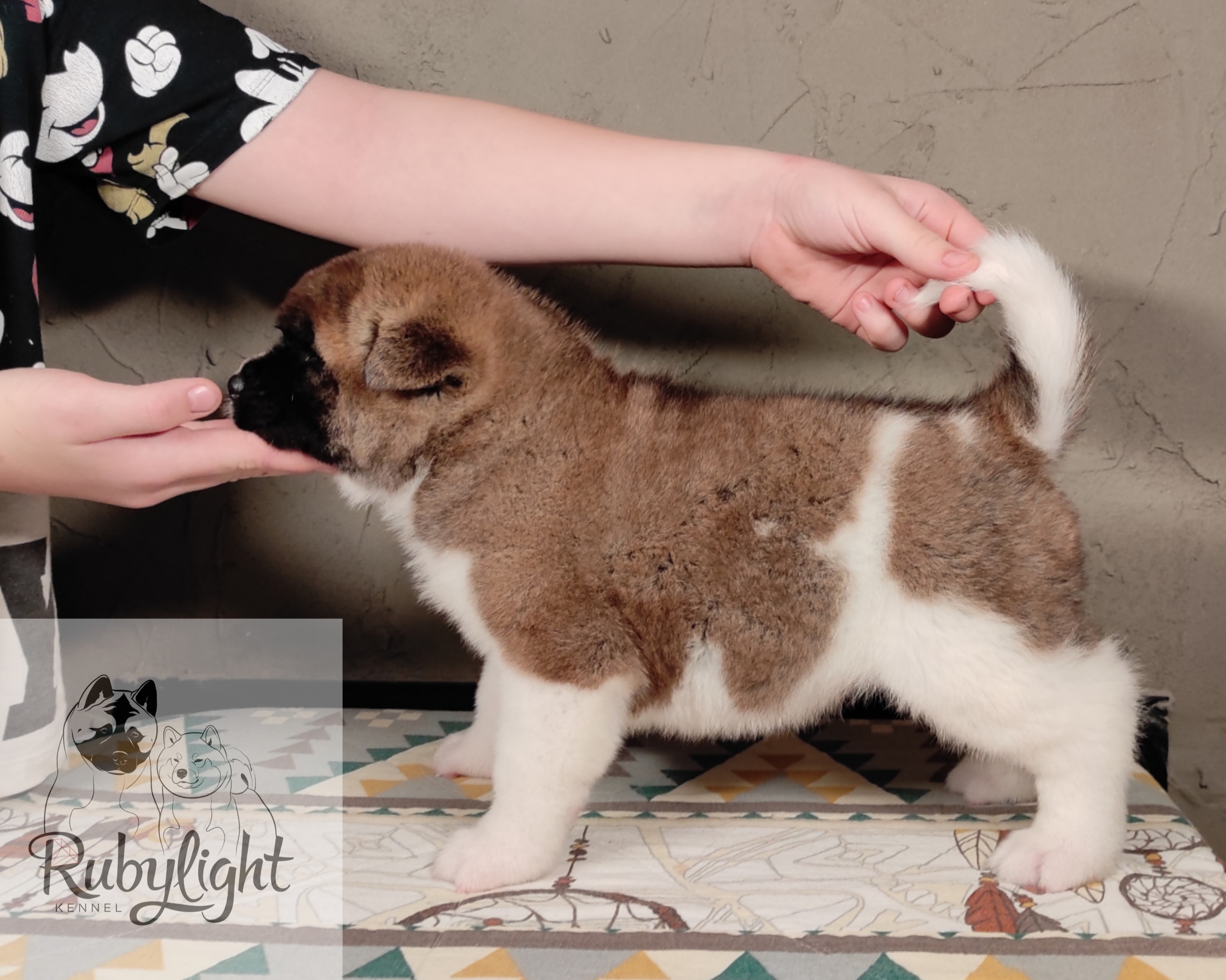 щенки Акита американская купить санкт-петербург питомник RUBYLIGHT BIYA & Dilinze's Hause Orion