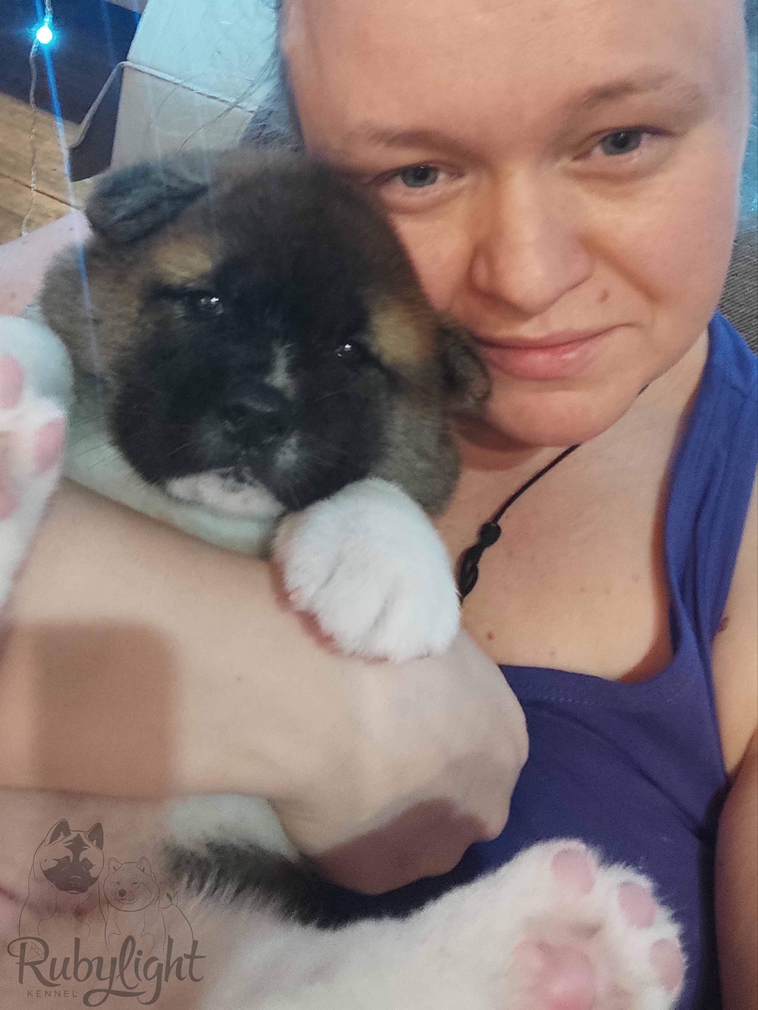 щенки Акита американская купить санкт-петербург питомник RUBYLIGHT BIYA & Dilinze's Hause Orion