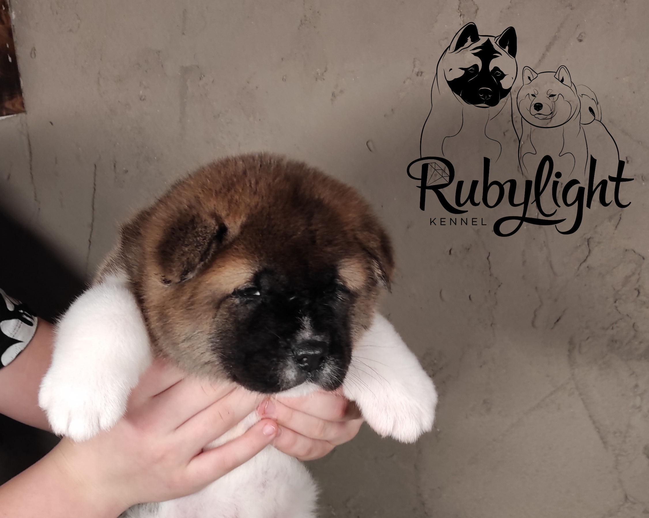 Rubylight Say love Помет S Американская Акита. Американская акита I Сиба ину I Питомник RUBYLIGHT