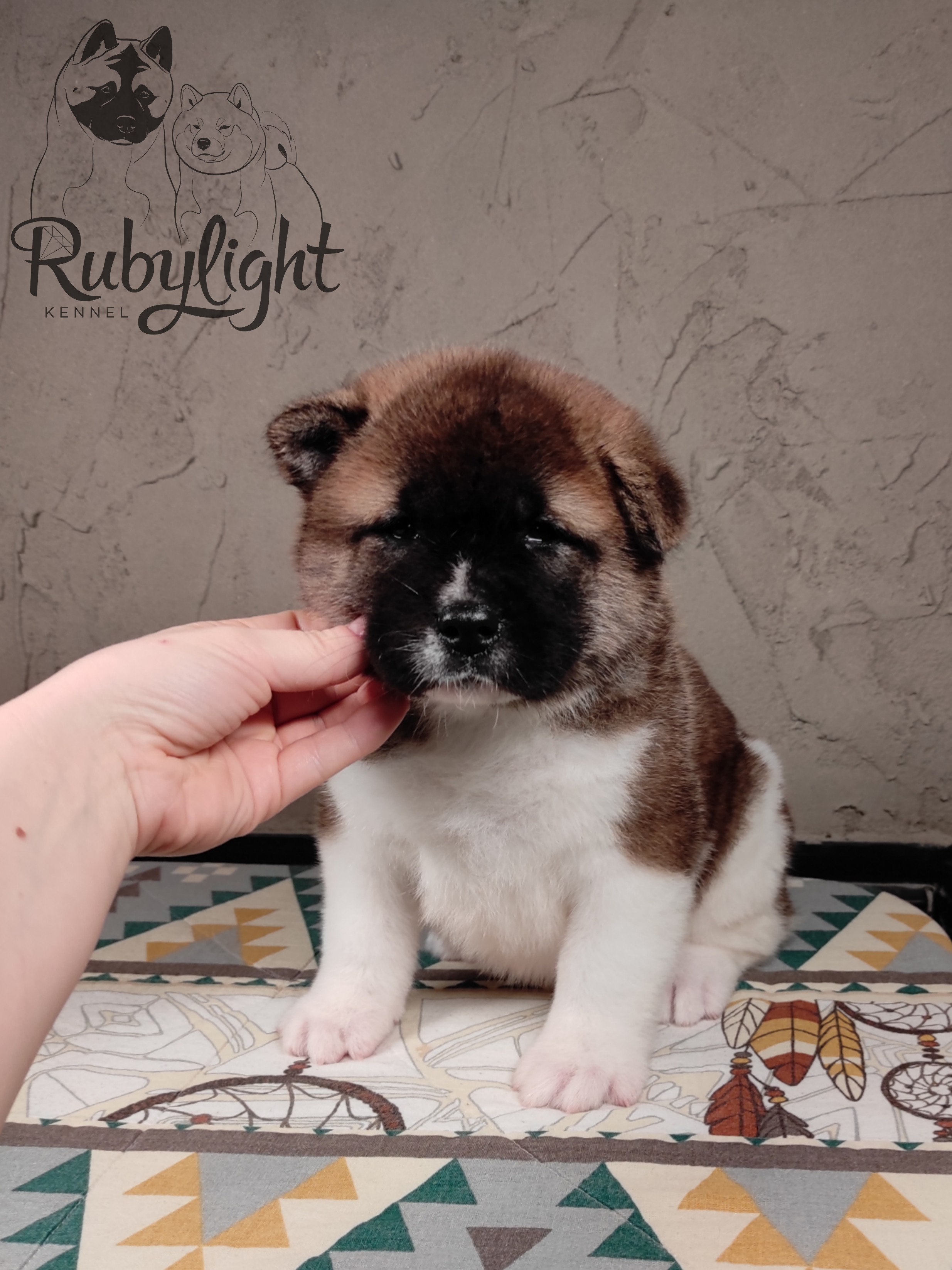 щенки Акита американская купить санкт-петербург питомник RUBYLIGHT BIYA & Dilinze's Hause Orion