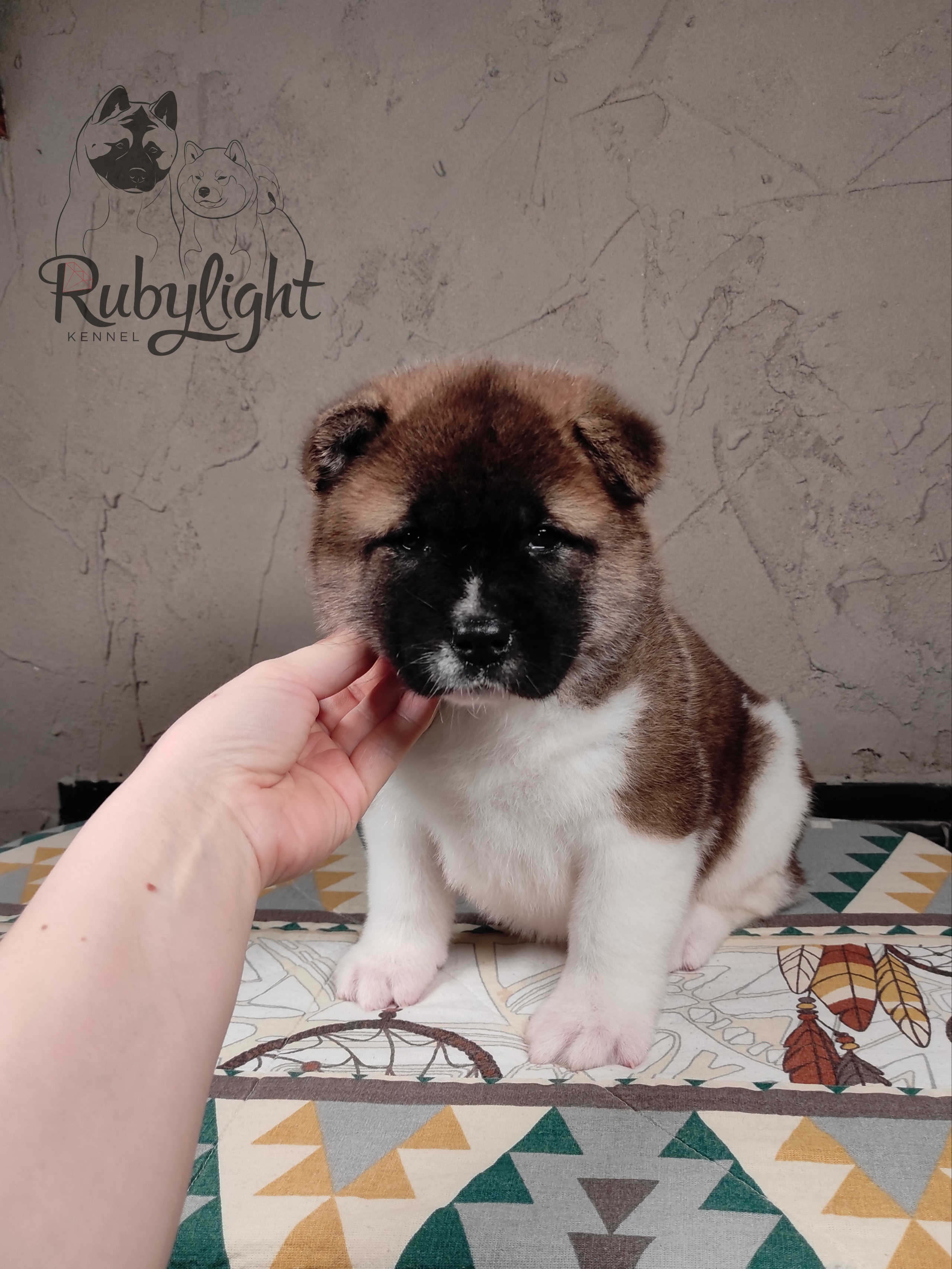 щенки Акита американская купить санкт-петербург питомник RUBYLIGHT BIYA & Dilinze's Hause Orion