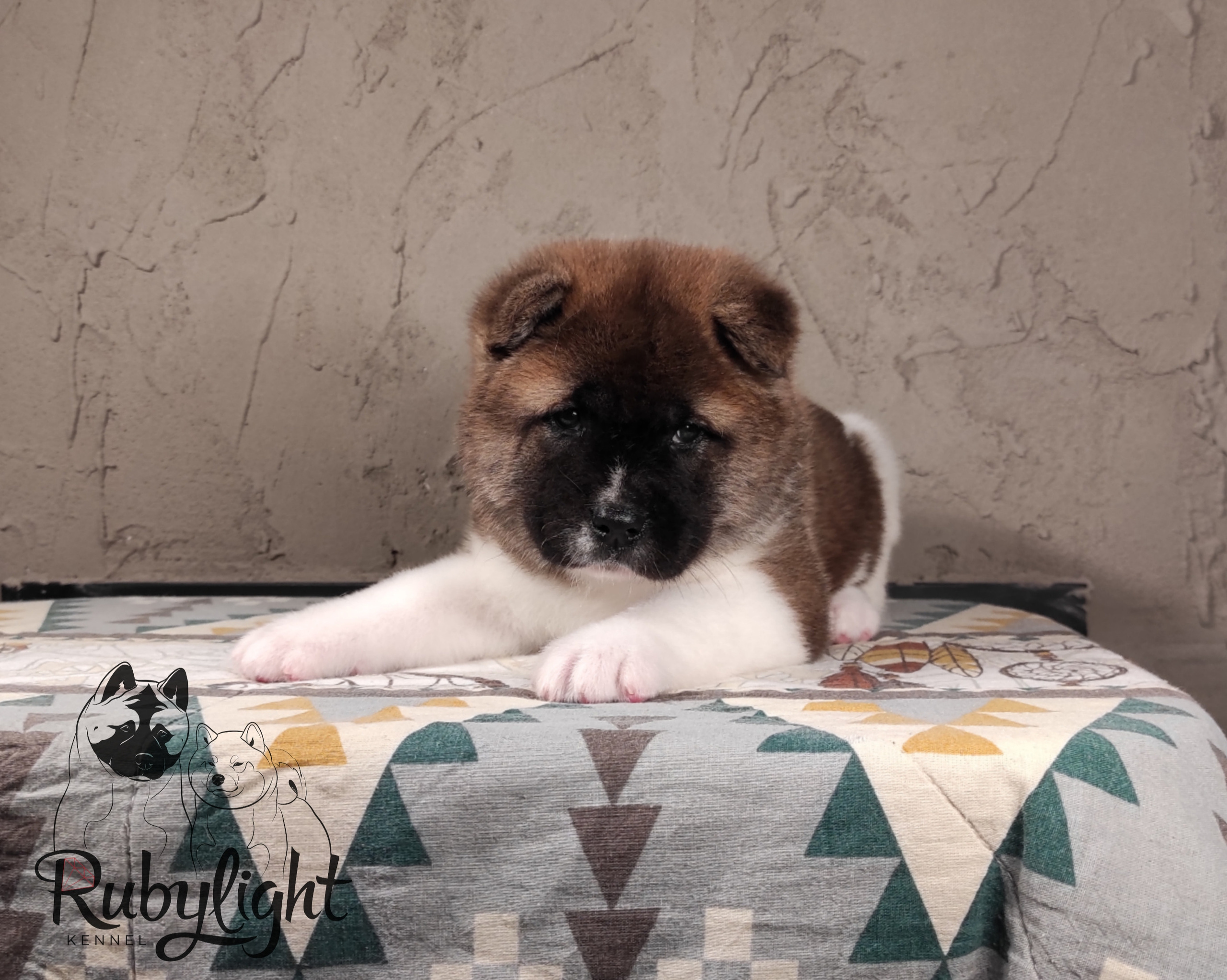 щенки Акита американская купить санкт-петербург питомник RUBYLIGHT BIYA & Dilinze's Hause Orion