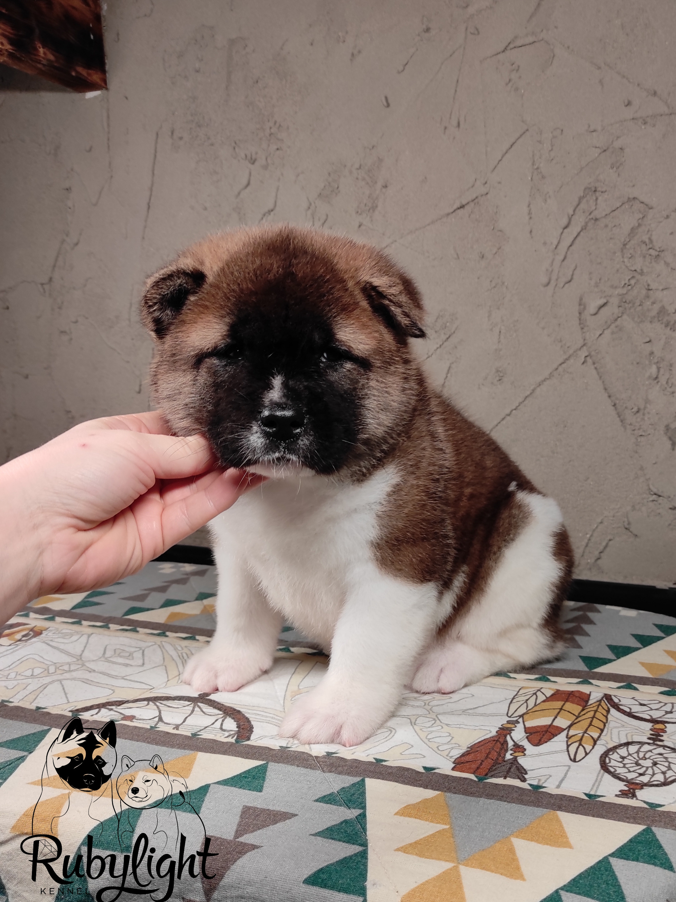 щенки Акита американская купить санкт-петербург питомник RUBYLIGHT BIYA & Dilinze's Hause Orion