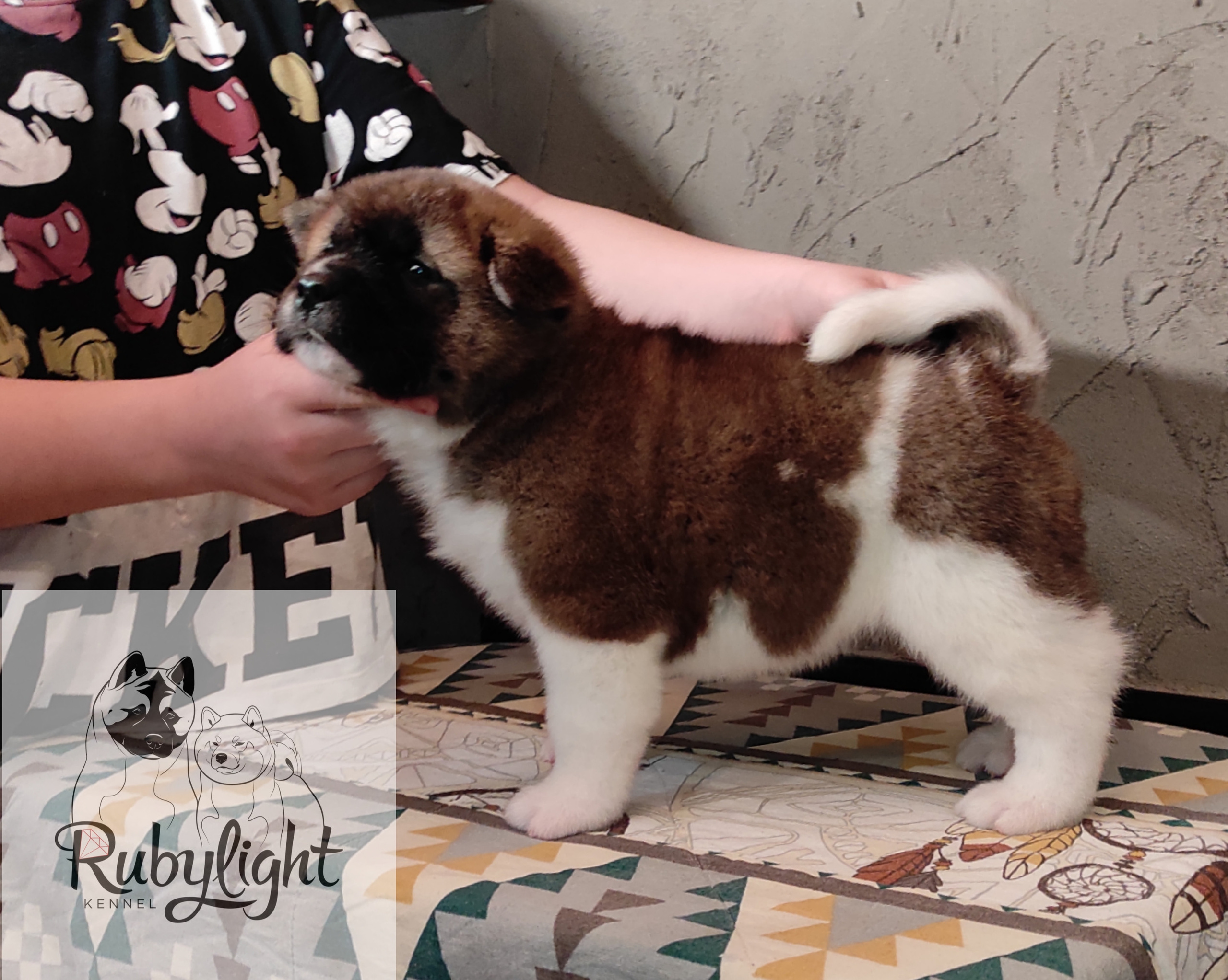 щенки Акита американская купить санкт-петербург питомник RUBYLIGHT BIYA & Dilinze's Hause Orion