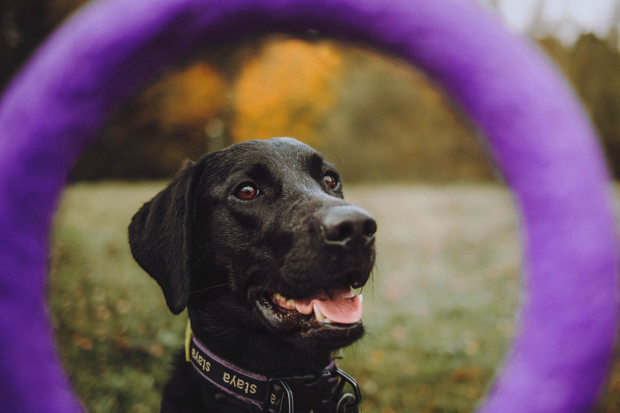 Аня, Нео и Луна