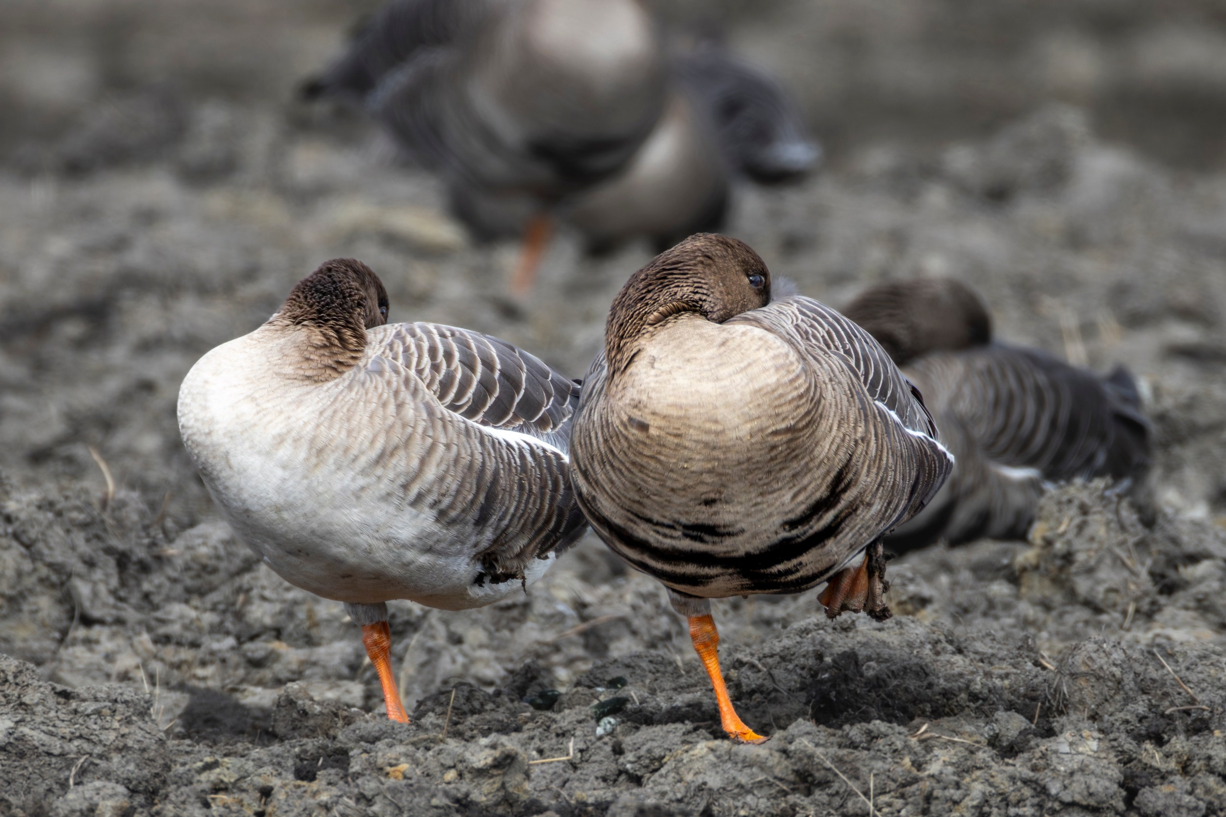 Спящие белолобые гуси, спрятан клюв