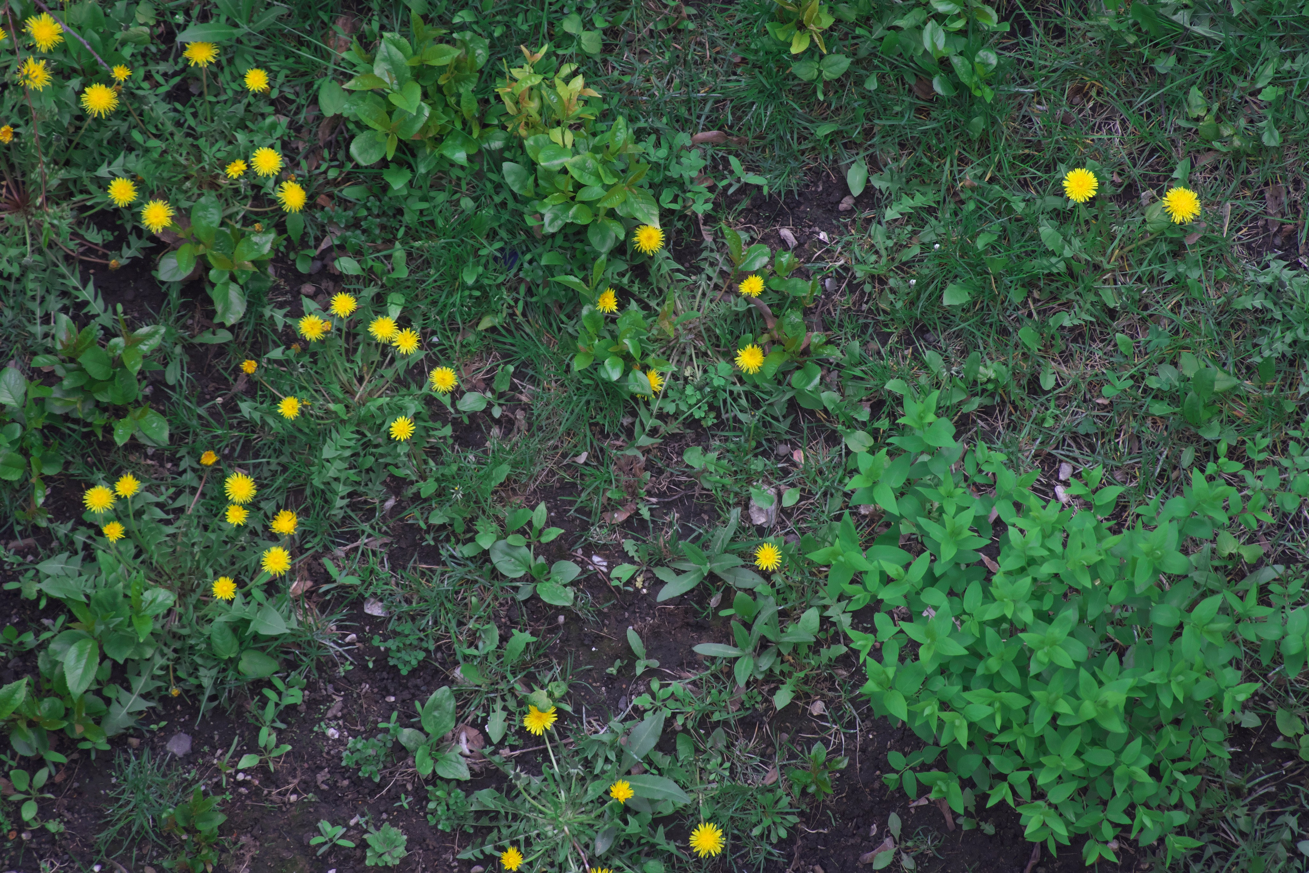 Первые весенние цветочки 🌼. Миша Печёнкин | фотография