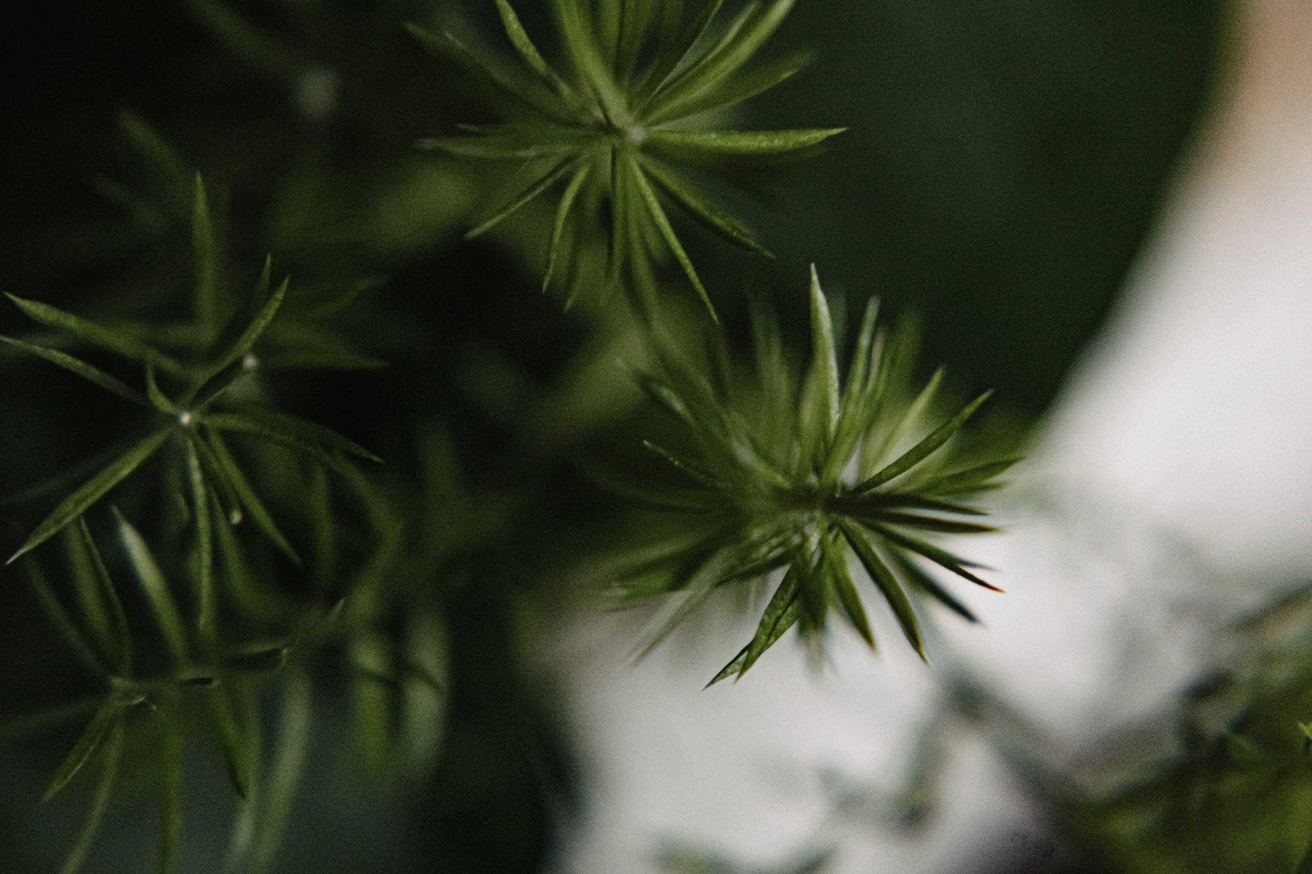 Арина. Свадебный и семейный фотограф Женя Добрянская в Нижнем Новгороде