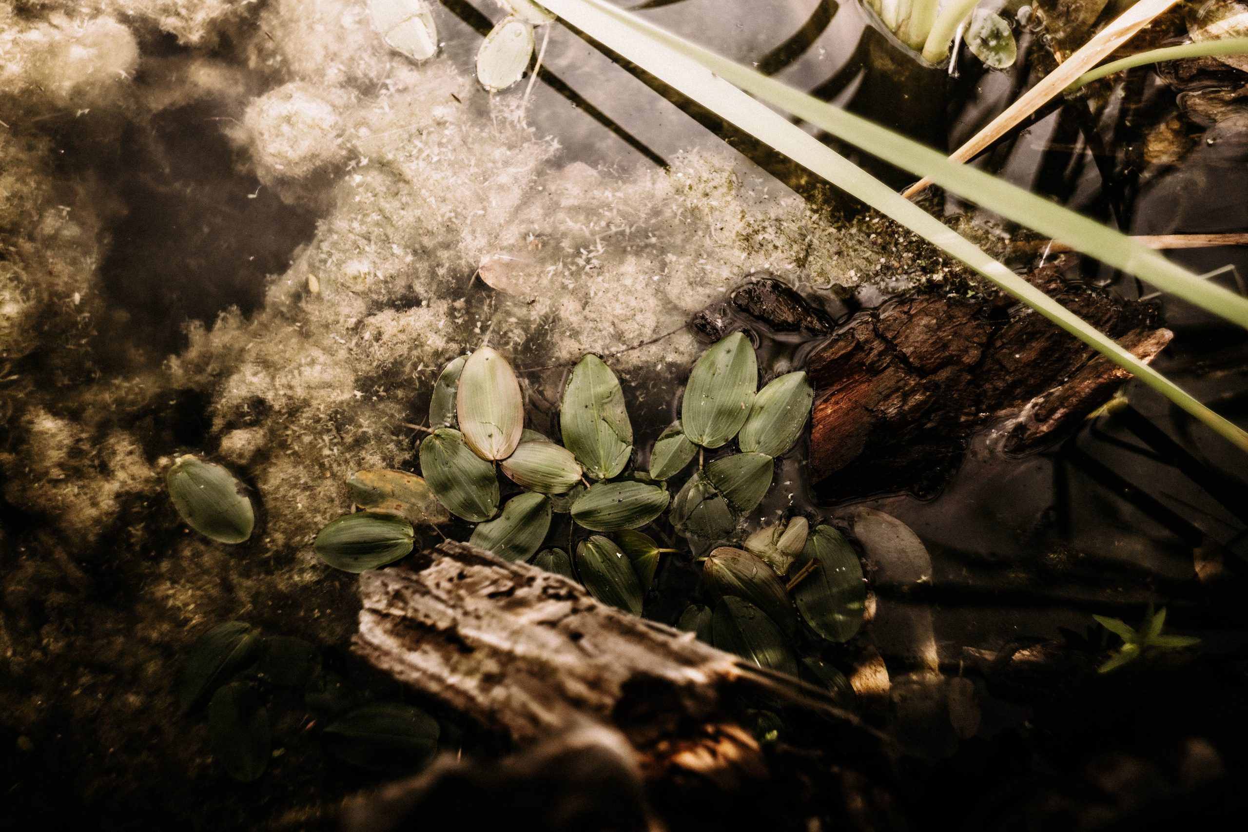 Жанна. Болото.Рогоз. Фотограф в Нижнем Новгороде