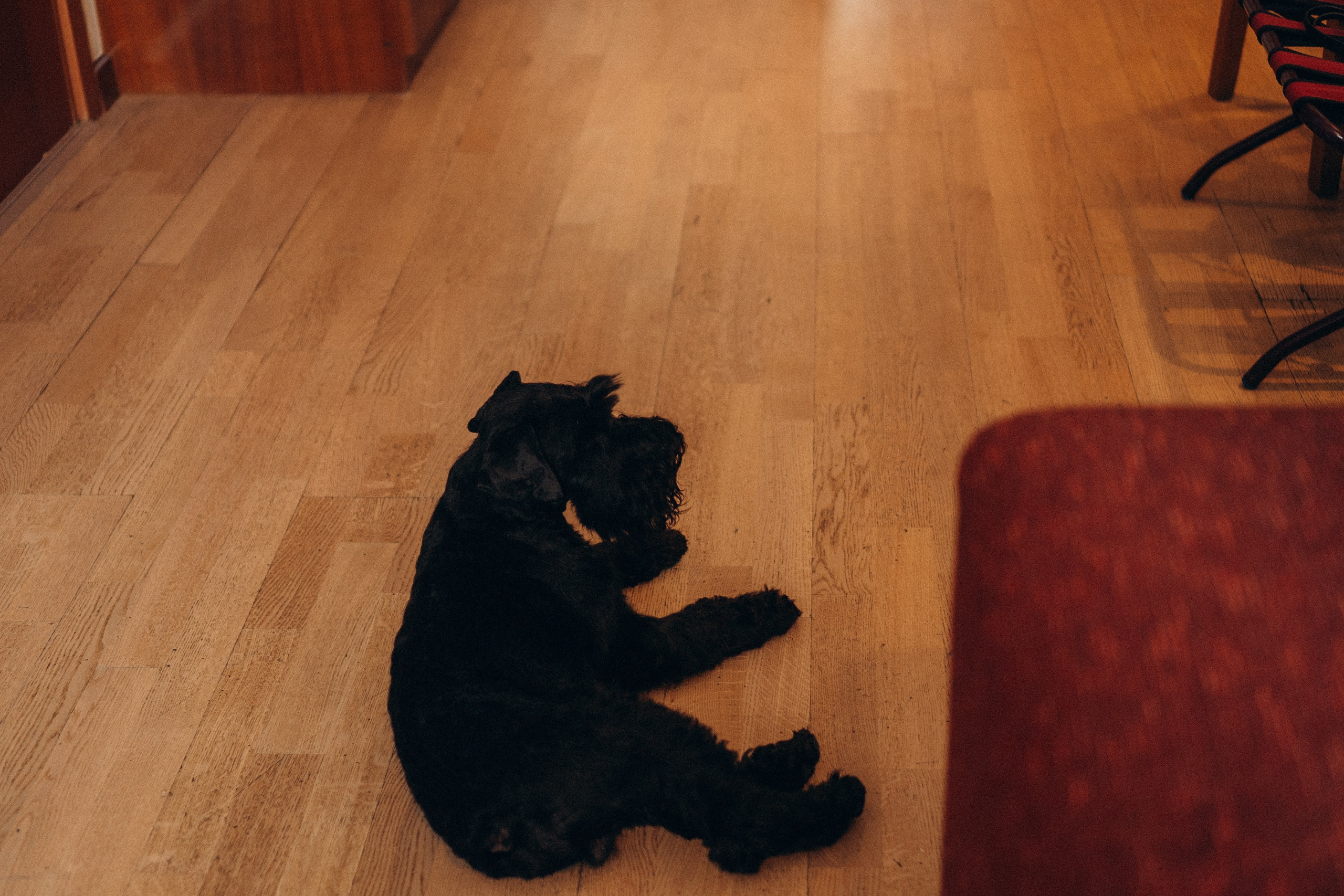 ДЕНЬ РОЖДЕНИЯ. Профессиональный фотограф, Санкт-Петербург — Виктория Богомолова