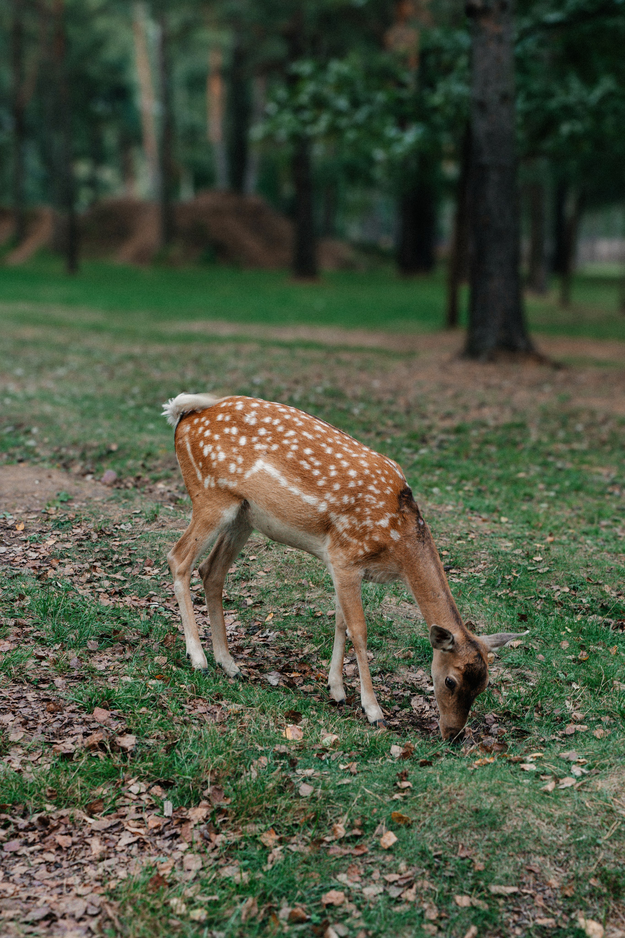 Диприз — в мире диких животных. Ваш семейный фотограф в Минске — Вика Трегубова