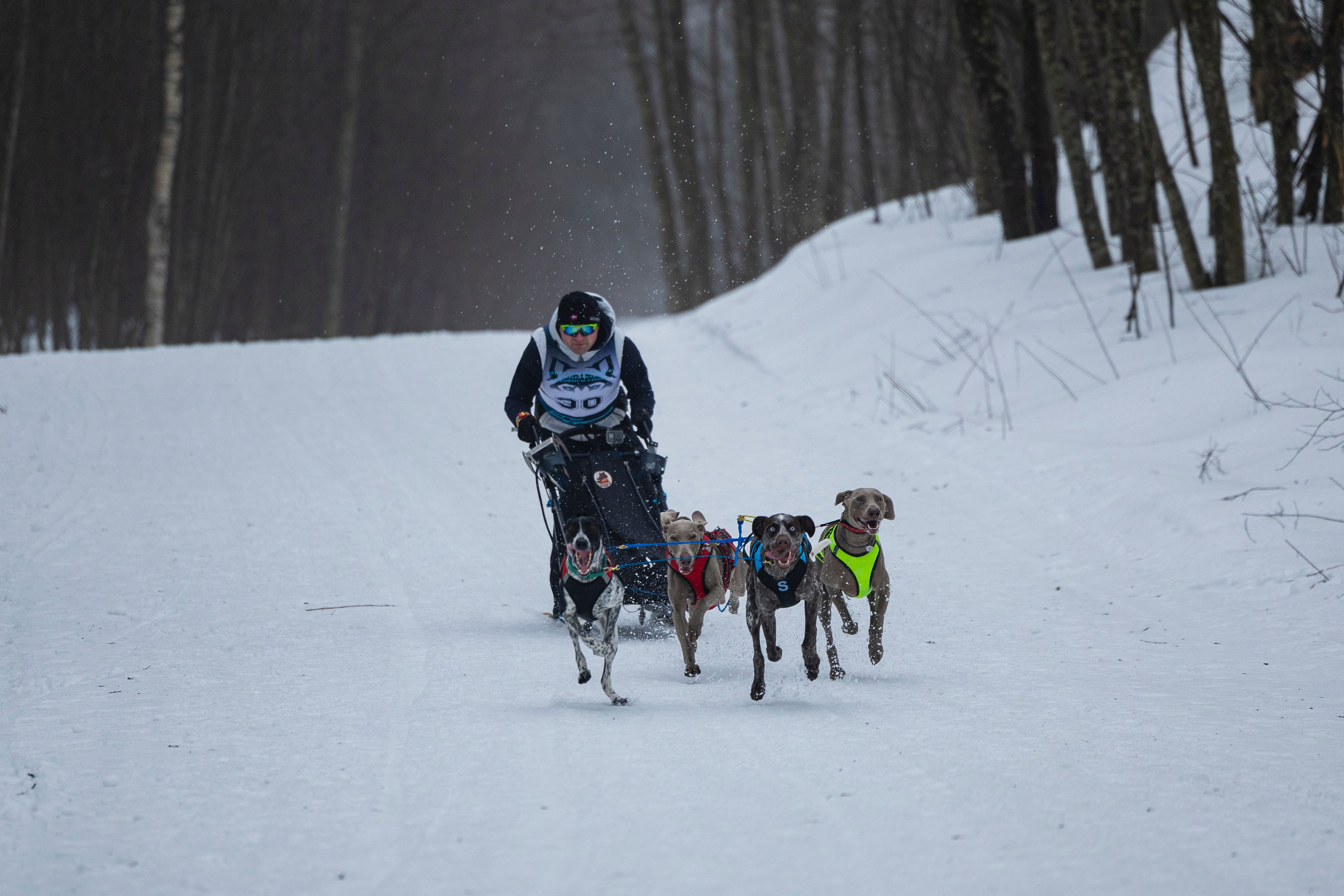 Зимний Чемпионат Санкт-Петербурга по ездовому спорту. Фотограф-анималист Анна Маринич