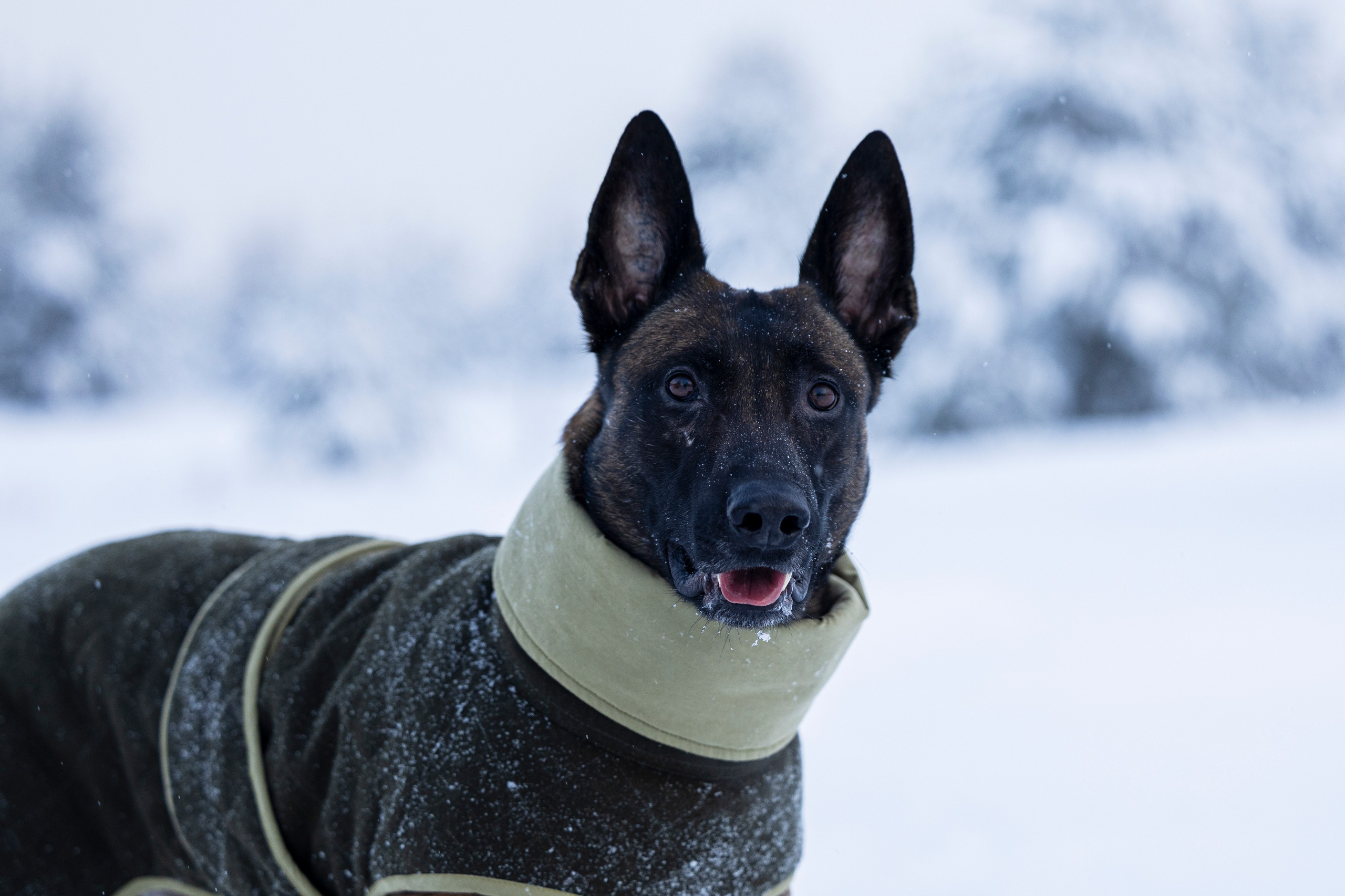 Брейвхунд. Фотограф-анималист Анна Маринич