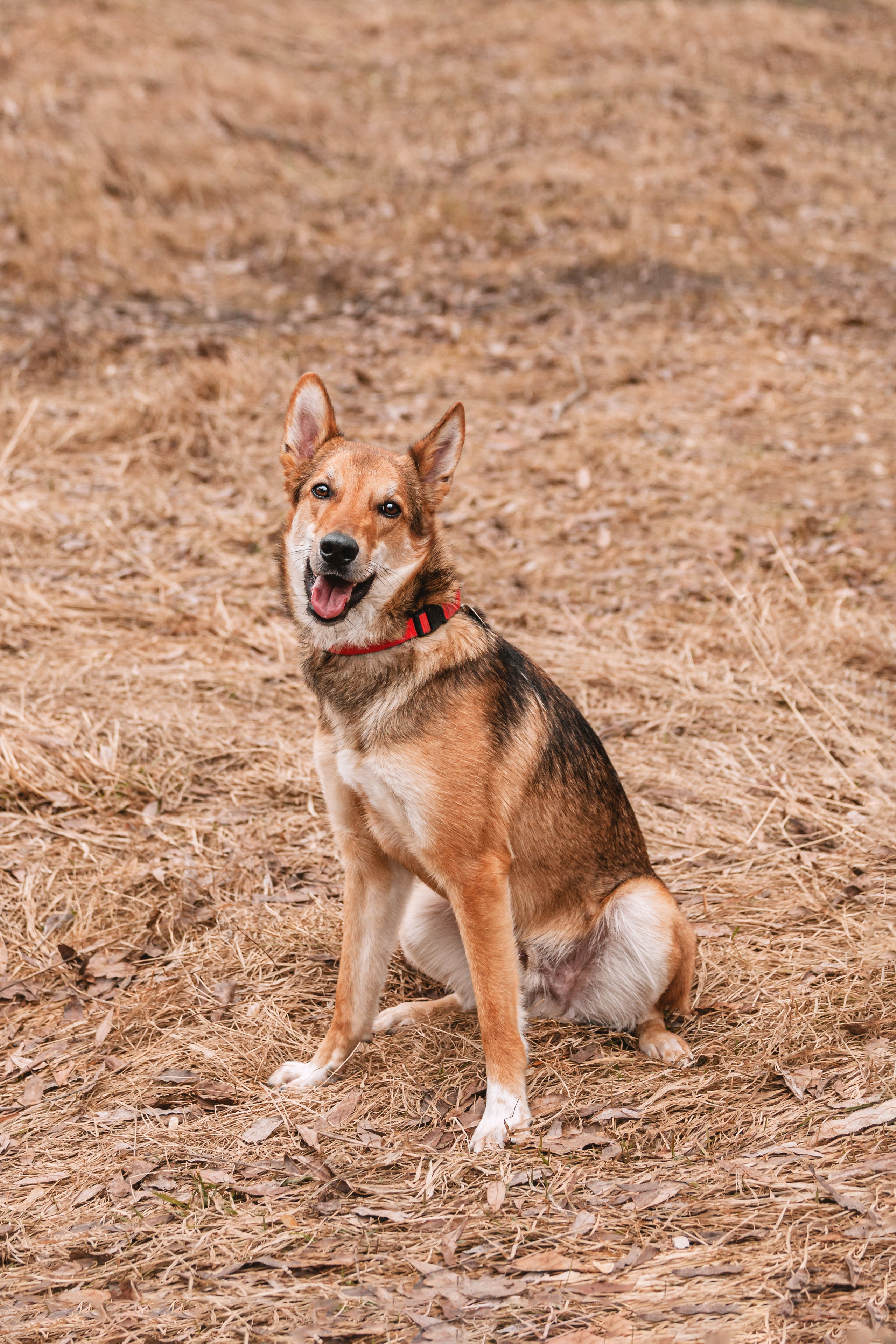 Трэвис и Валли 2024. Фотограф-анималист Татьяна Степанова
