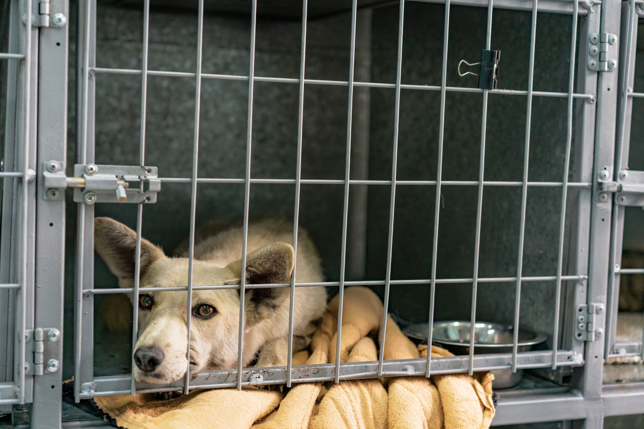 Vet clinic. Nina Petina