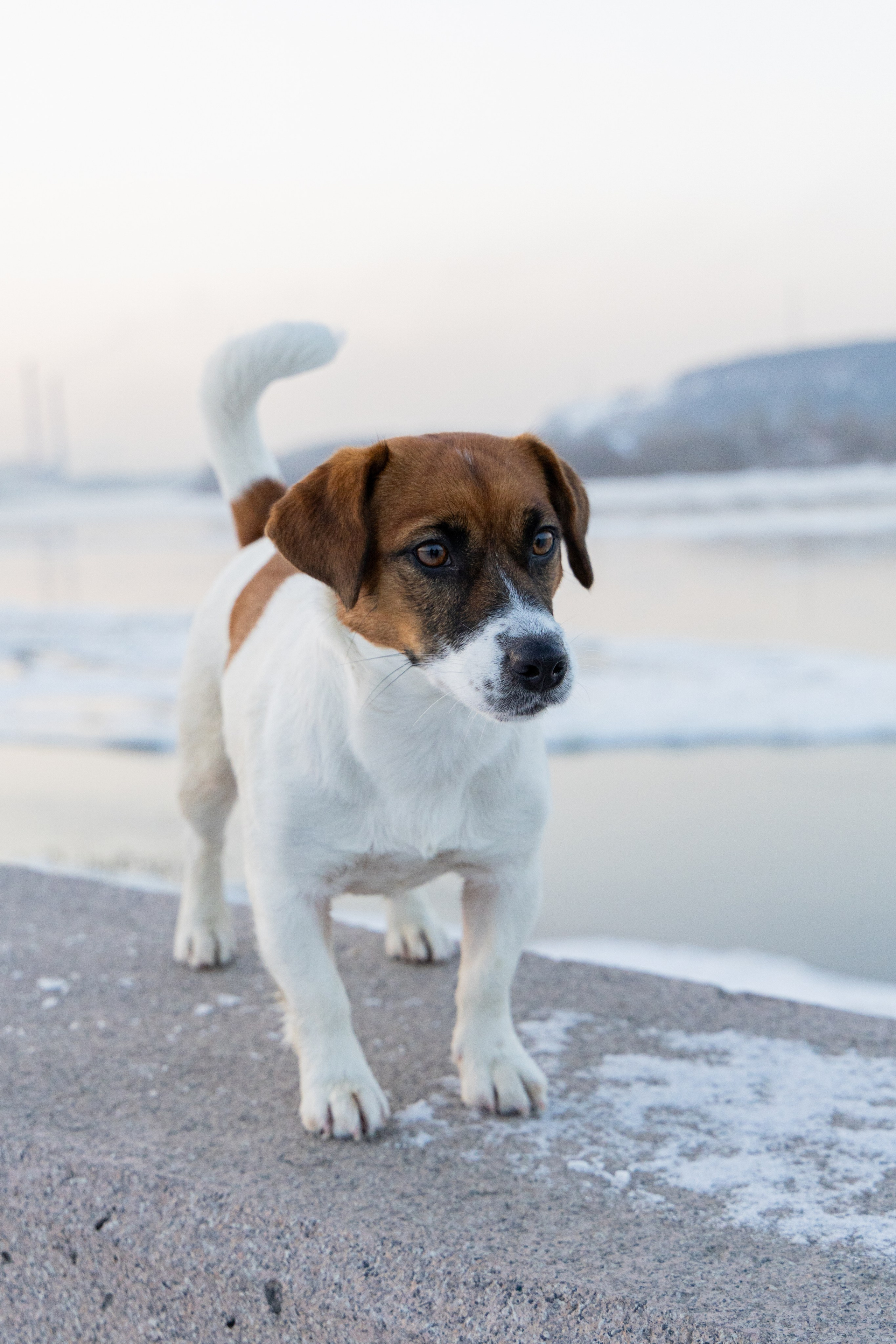 Фотосъёмка животных. Профессиональная коммерческая, промышленная и репортажная фотосъёмка для бизнеса