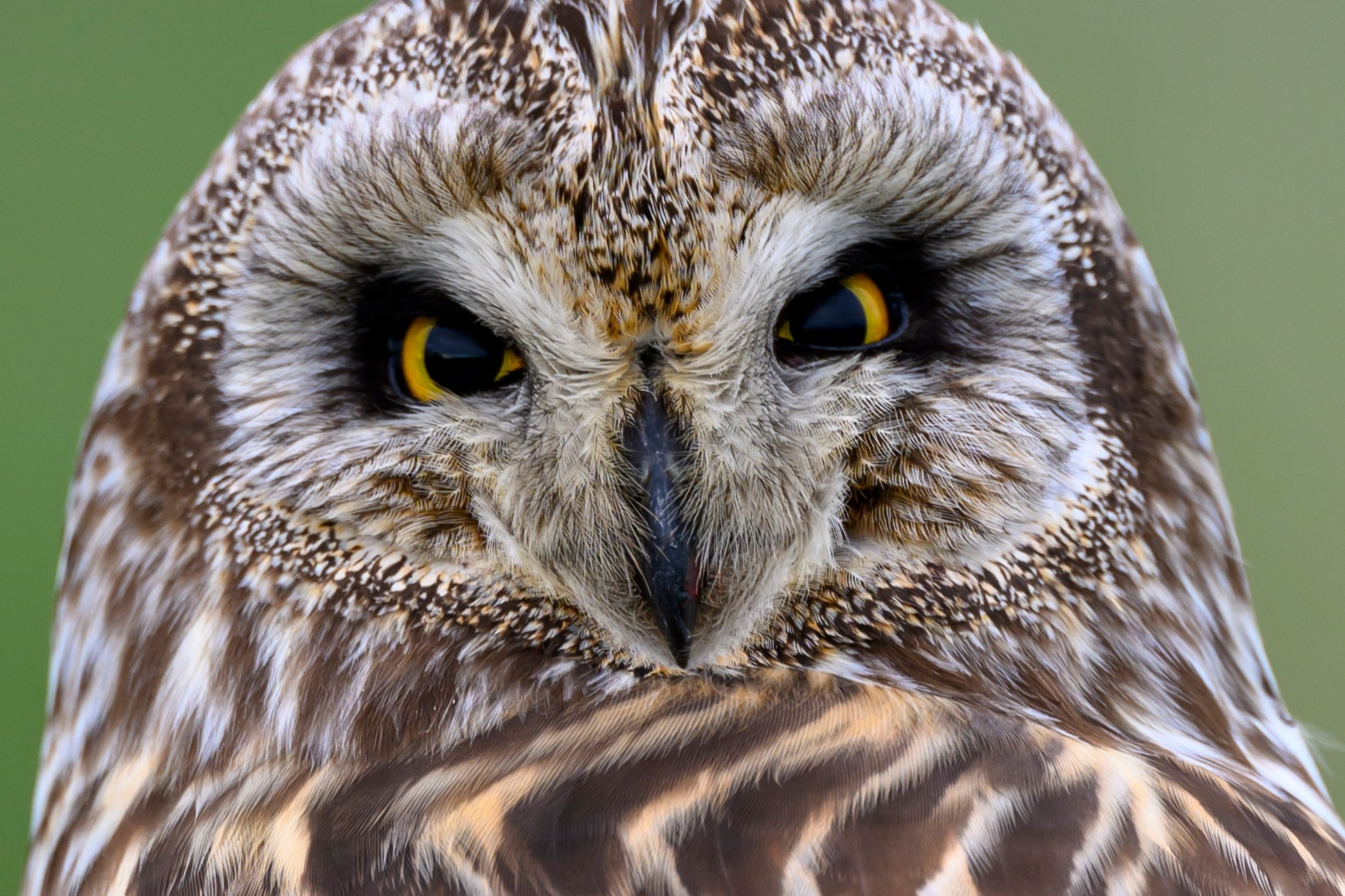 Болотные совы и лунь. Wildlife photography by Sergey Puponin