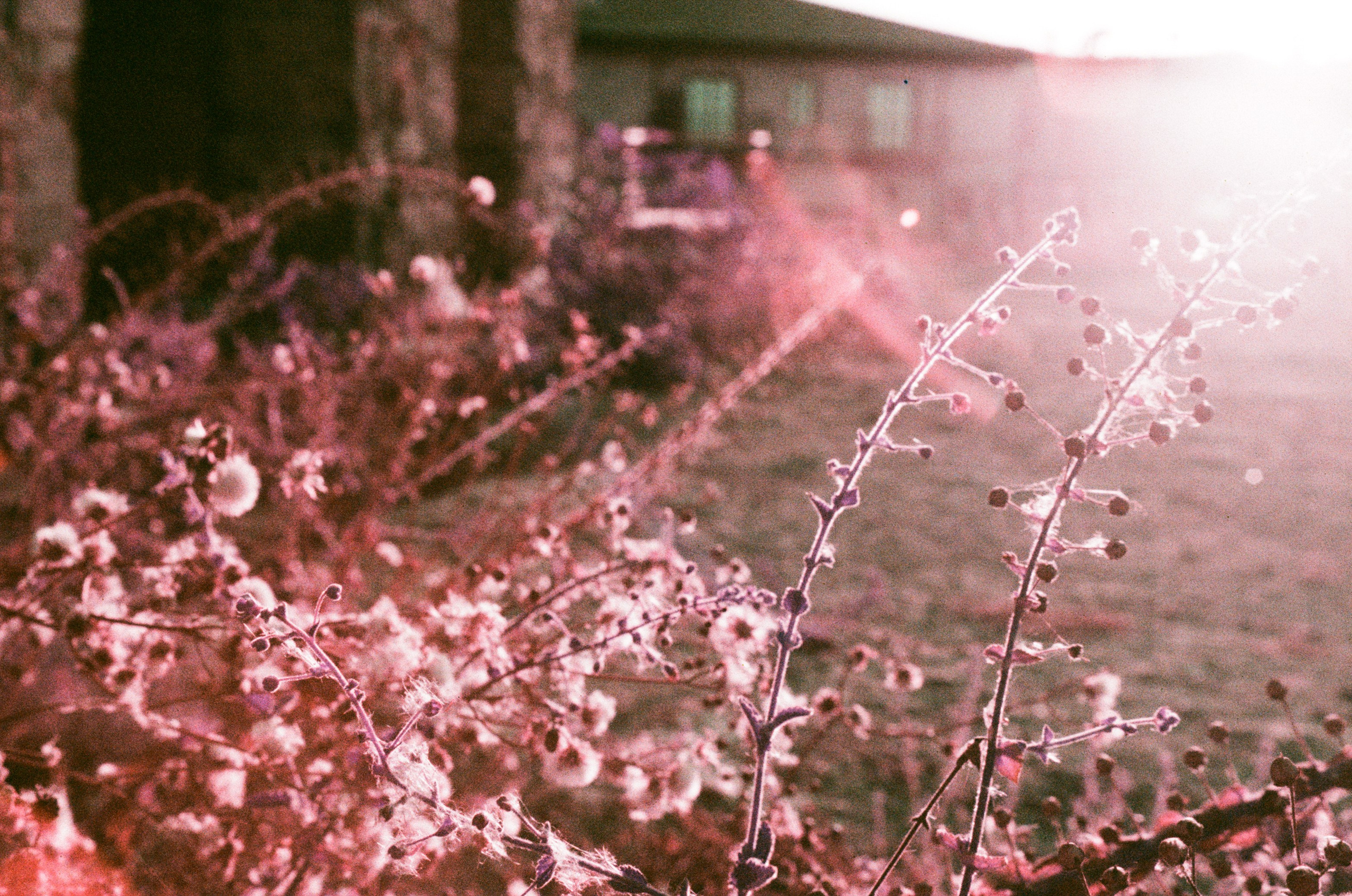 Пленка. Фотограф Елена Лаврова