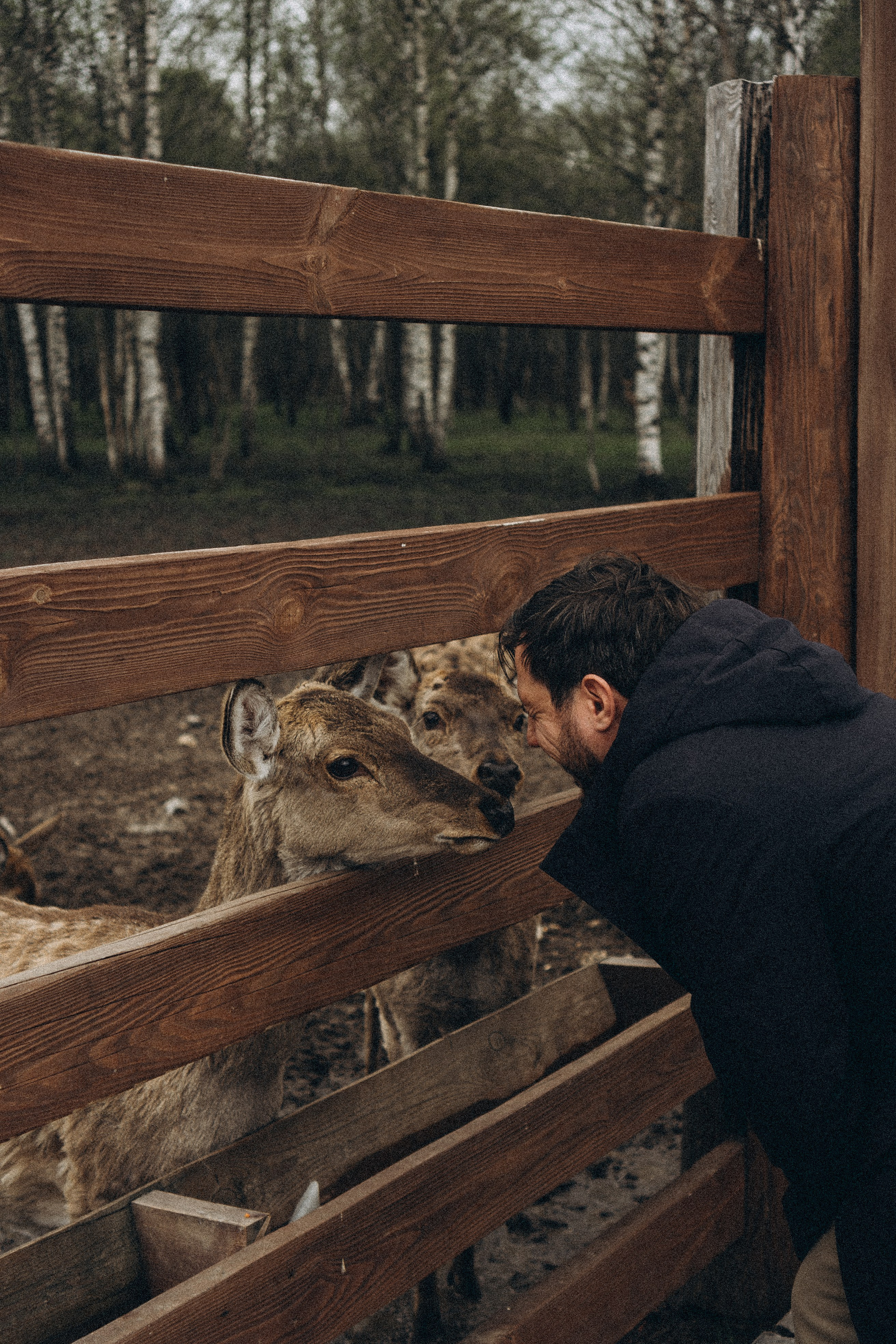 ОЛЕНЬЯ ФЕРМА В ТВЕРИ. Профессиональный фотограф, Санкт-Петербург — Виктория Богомолова