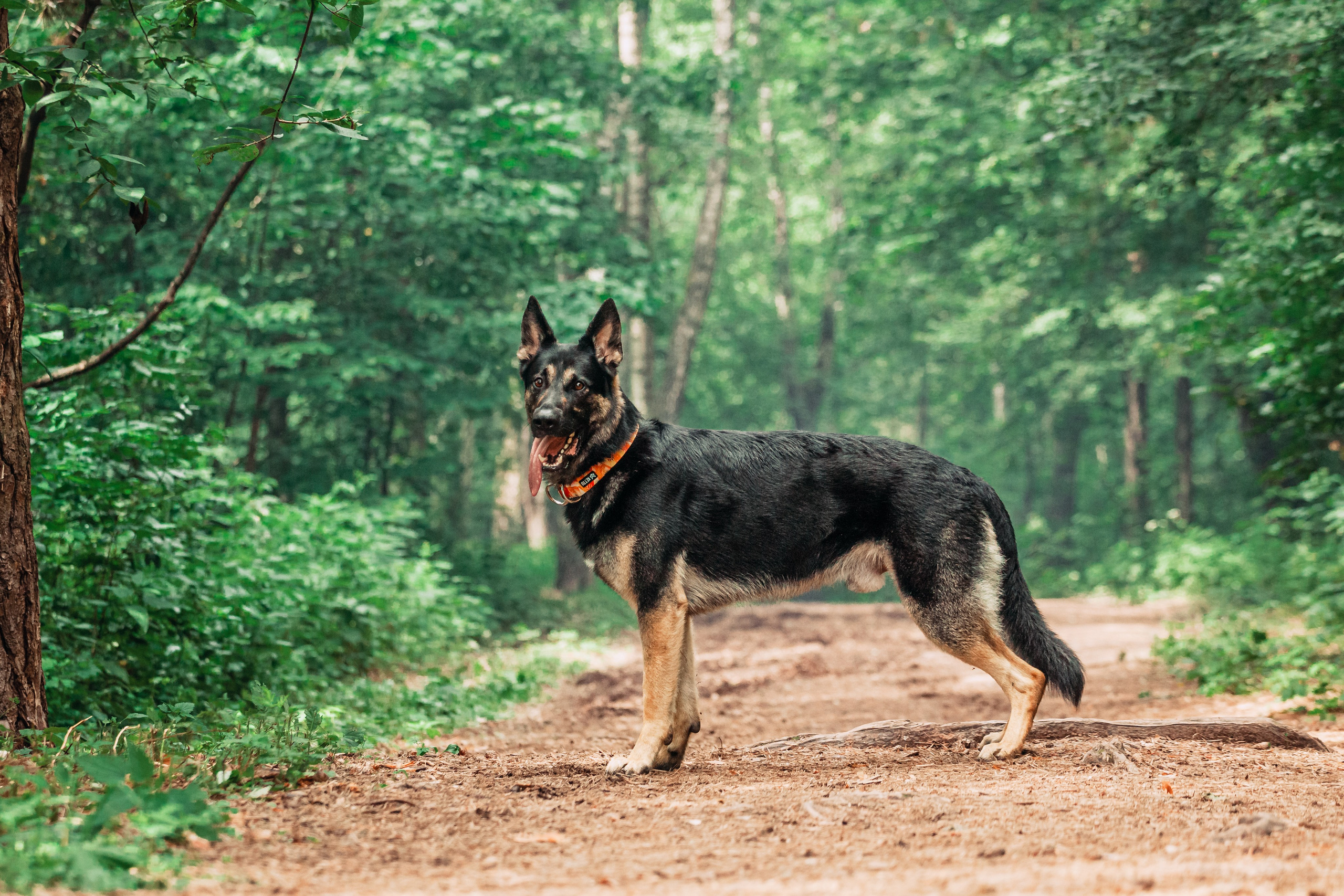 Лесная летняя фотопрогулка. Фотограф-анималист Татьяна Степанова
