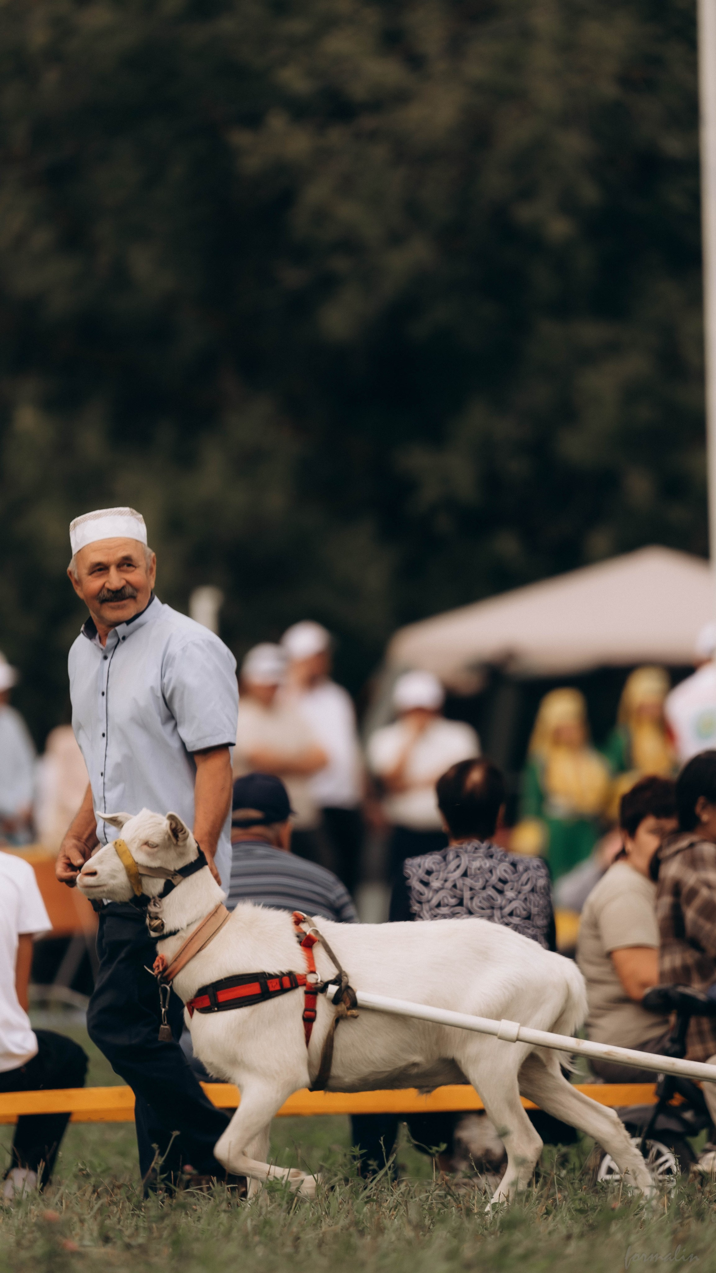 День Коня. Алиса Никитцова | Фотограф в Казани