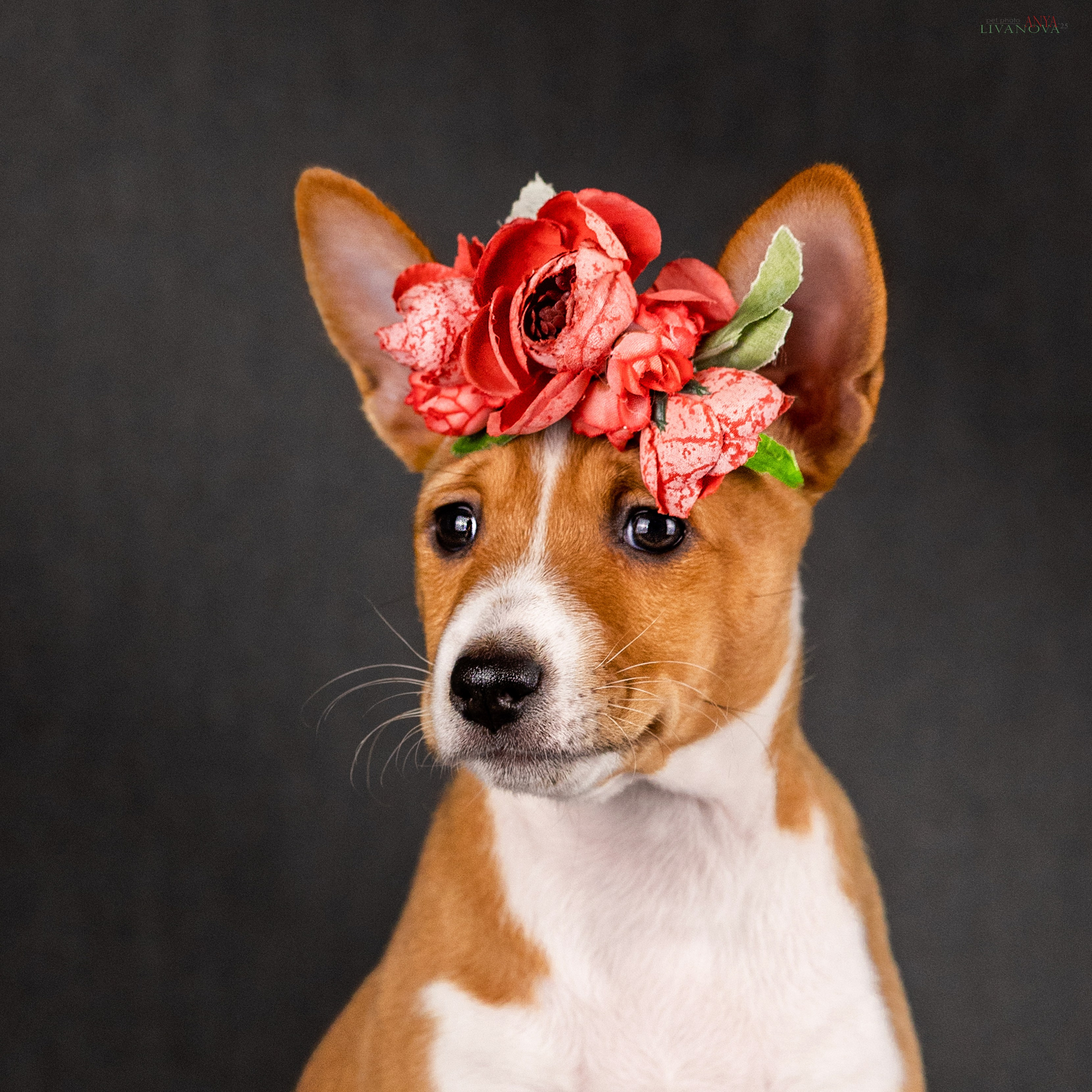 Басенджи. Фотограф анималист Аня Ливанова | Рыбинск