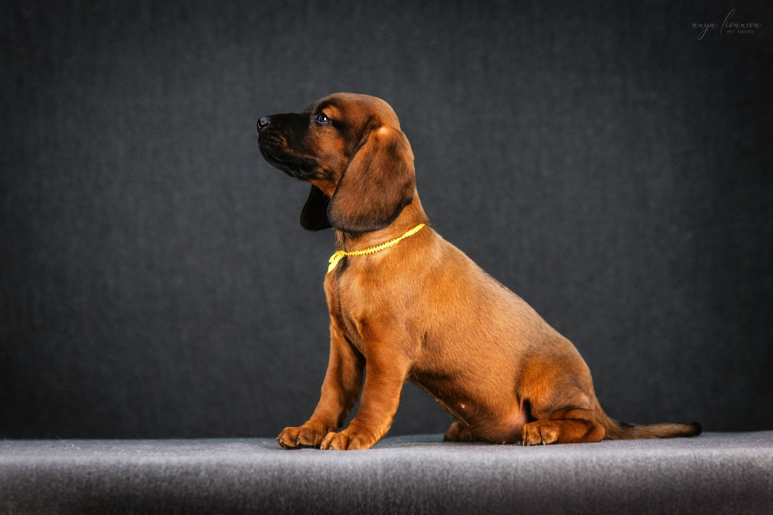 Баварки. Фотограф анималист Аня Ливанова | Рыбинск