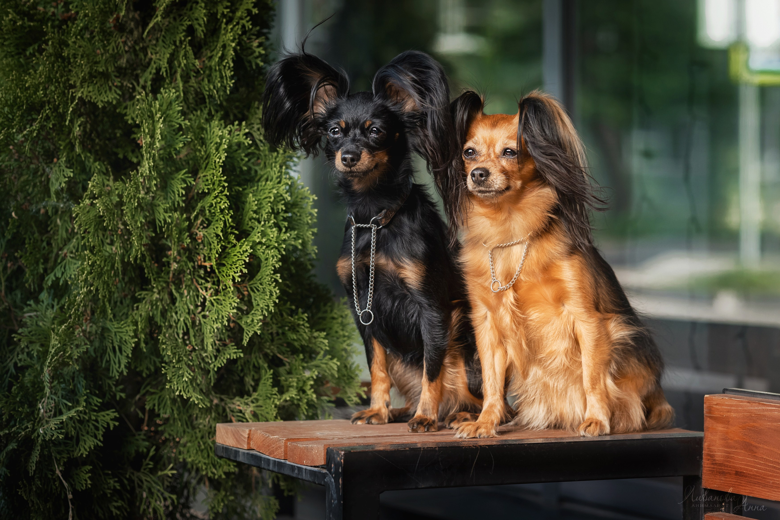 Лена и тойчики. Фотограф анималист Аня Ливанова | Рыбинск