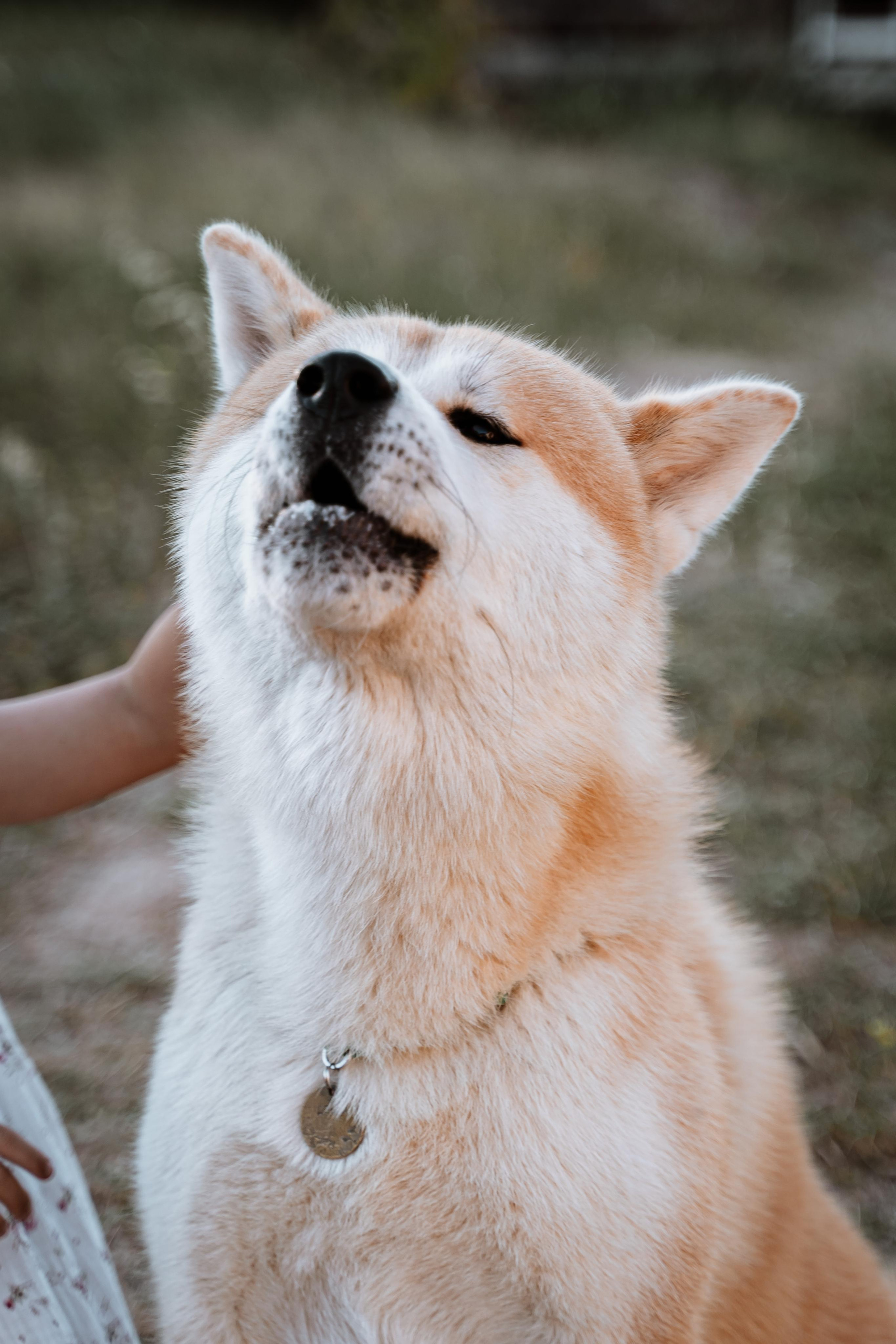 Васелиса и Дейки. Анастасия Дунаева. Фотограф в Севастополе