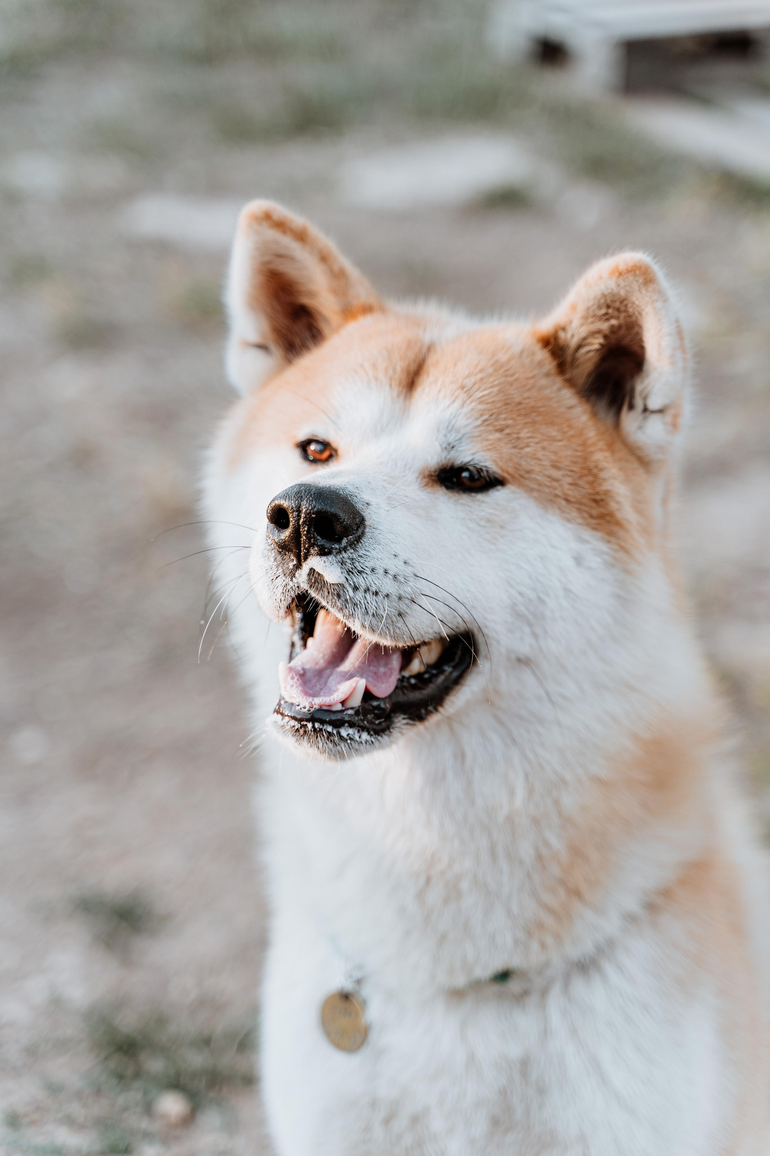 Васелиса и Дейки. Анастасия Дунаева. Фотограф в Севастополе