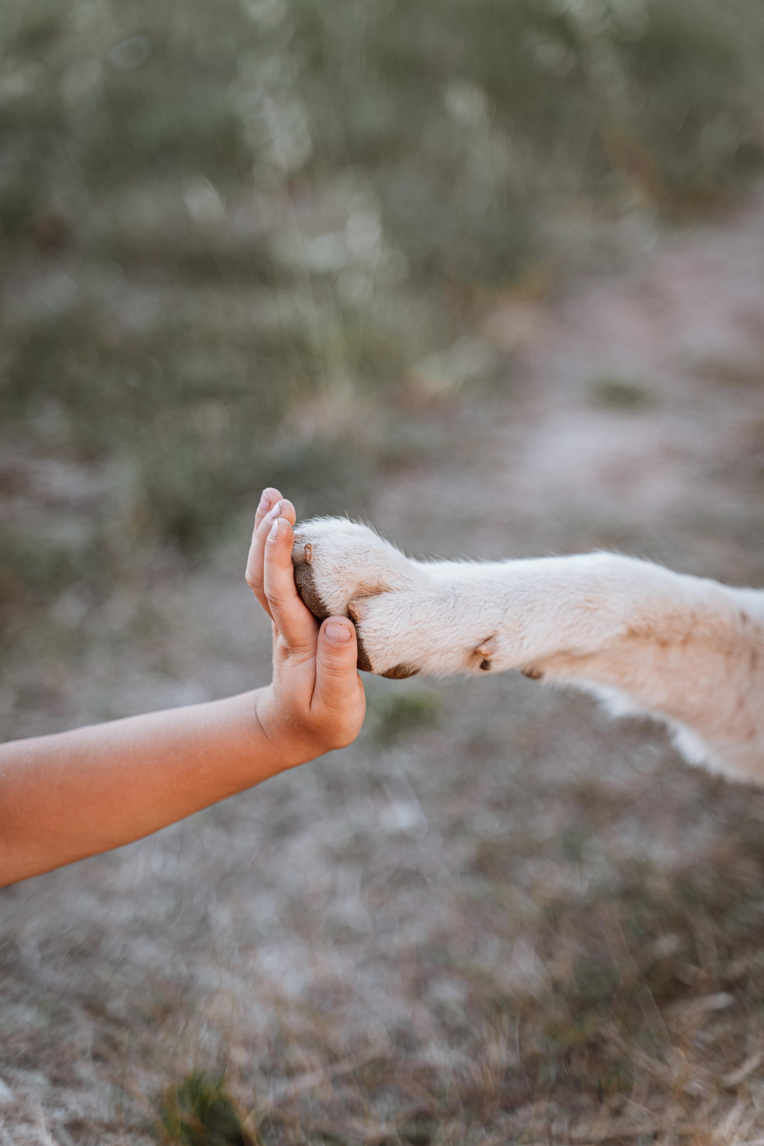 Васелиса и Дейки. Анастасия Дунаева. Фотограф в Севастополе