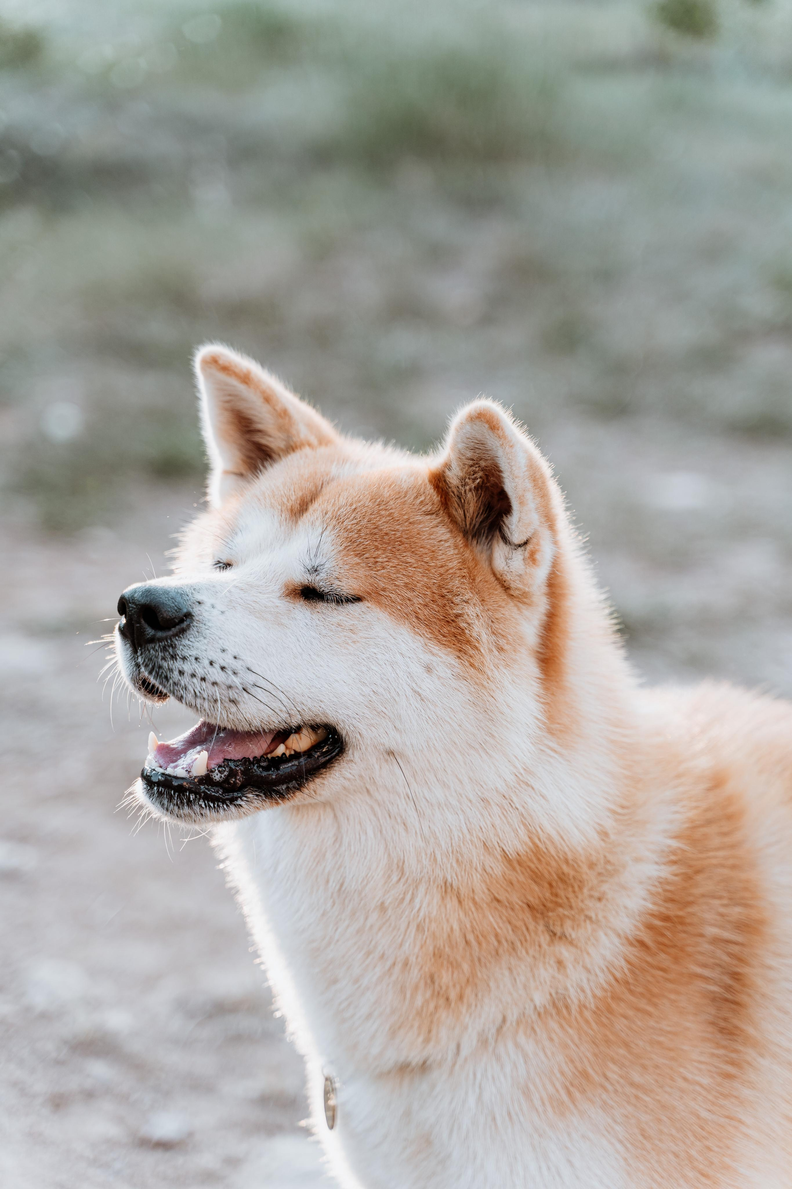 Васелиса и Дейки. Анастасия Дунаева. Фотограф в Севастополе