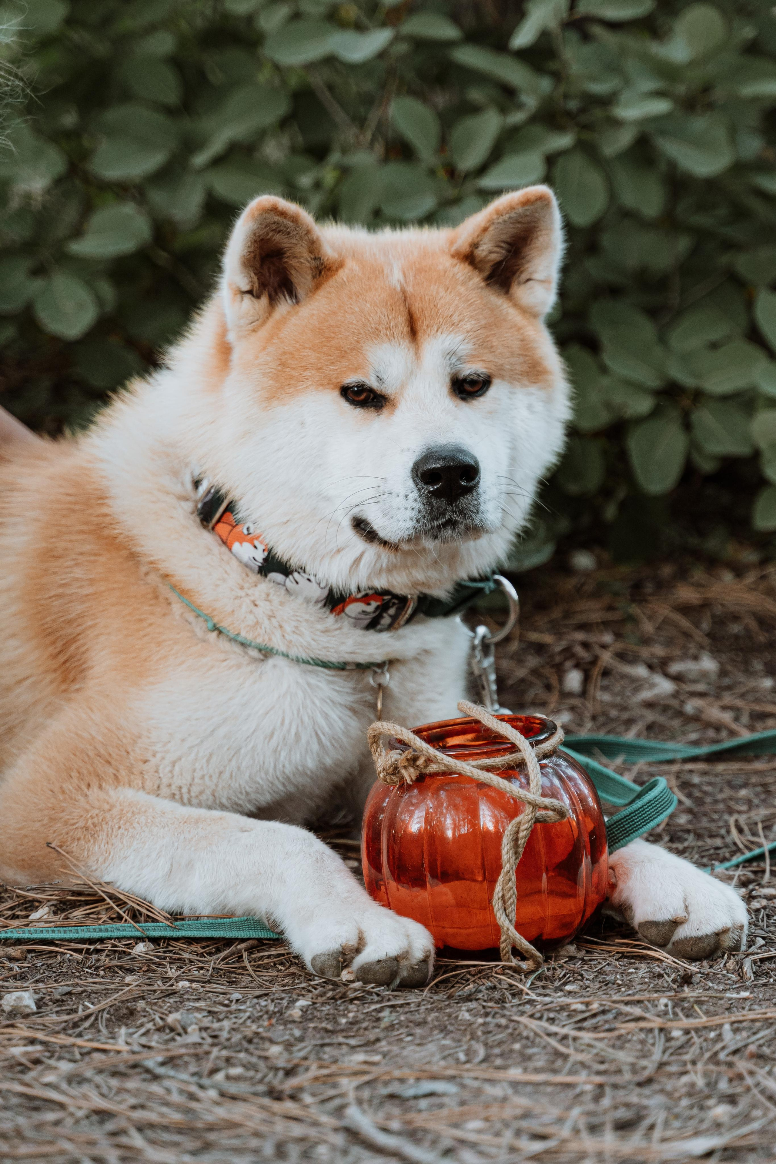 Васелиса и Дейки. Анастасия Дунаева. Фотограф в Севастополе