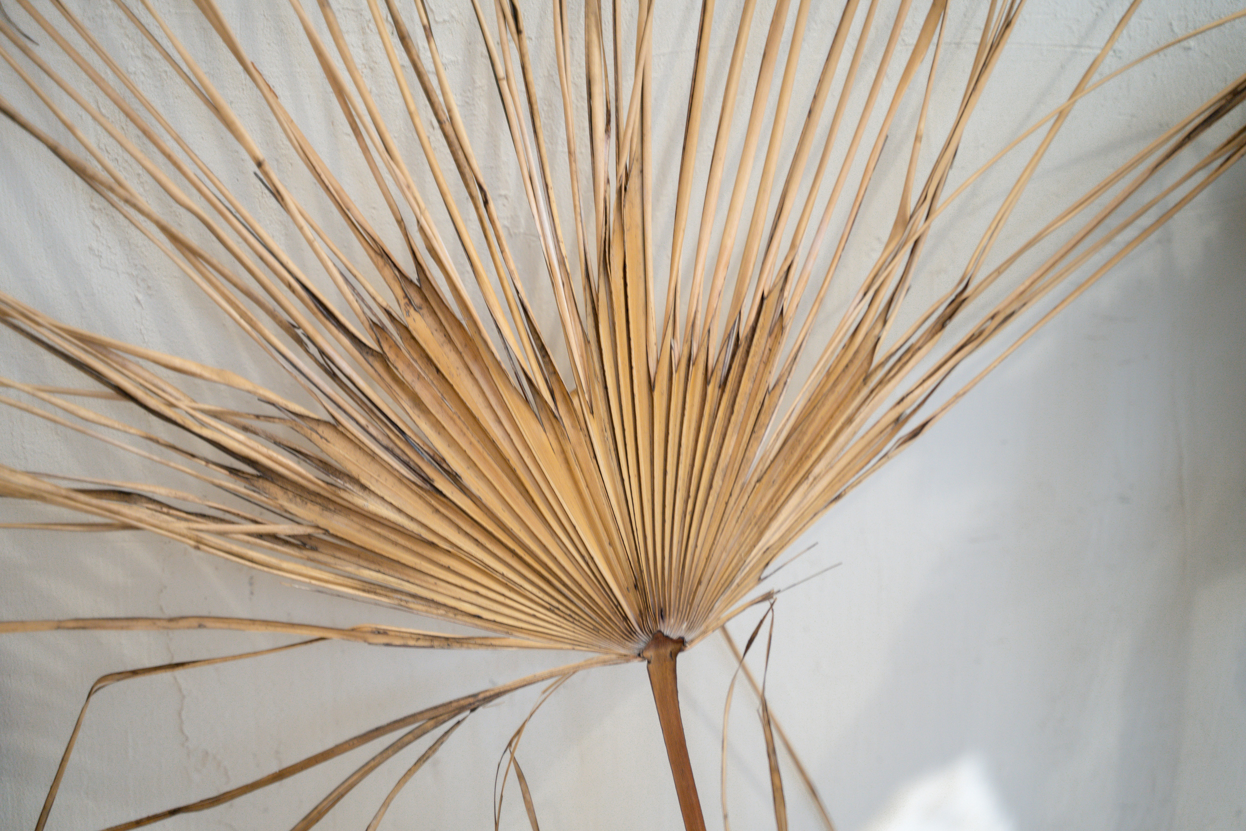 «Эпилка». Анастасия Дунаева. Фотограф в Севастополе