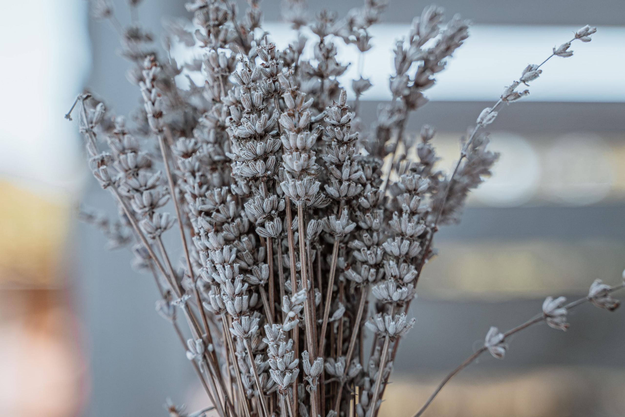 Васелиса и Дейки. Анастасия Дунаева. Фотограф в Севастополе