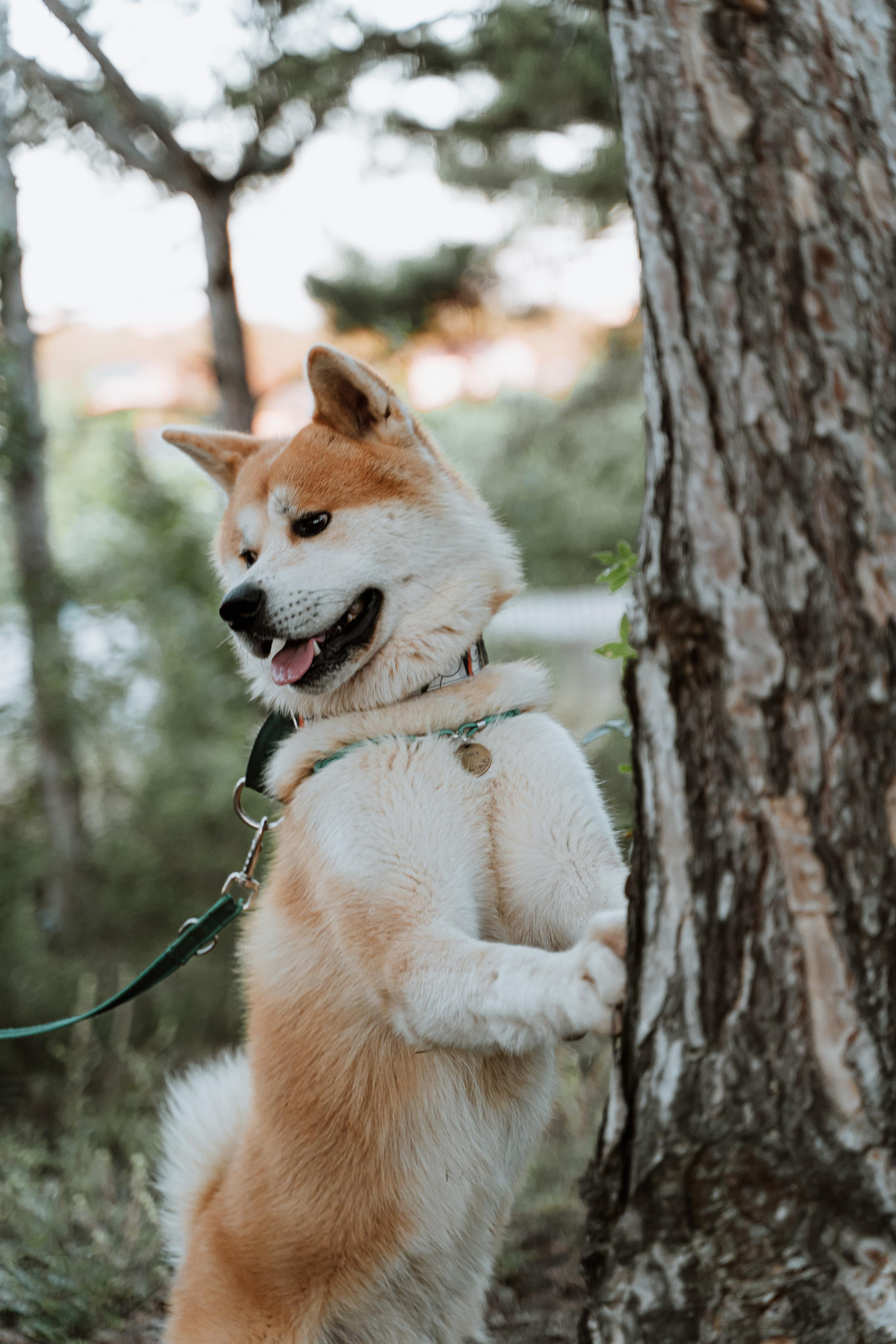 Васелиса и Дейки. Анастасия Дунаева. Фотограф в Севастополе