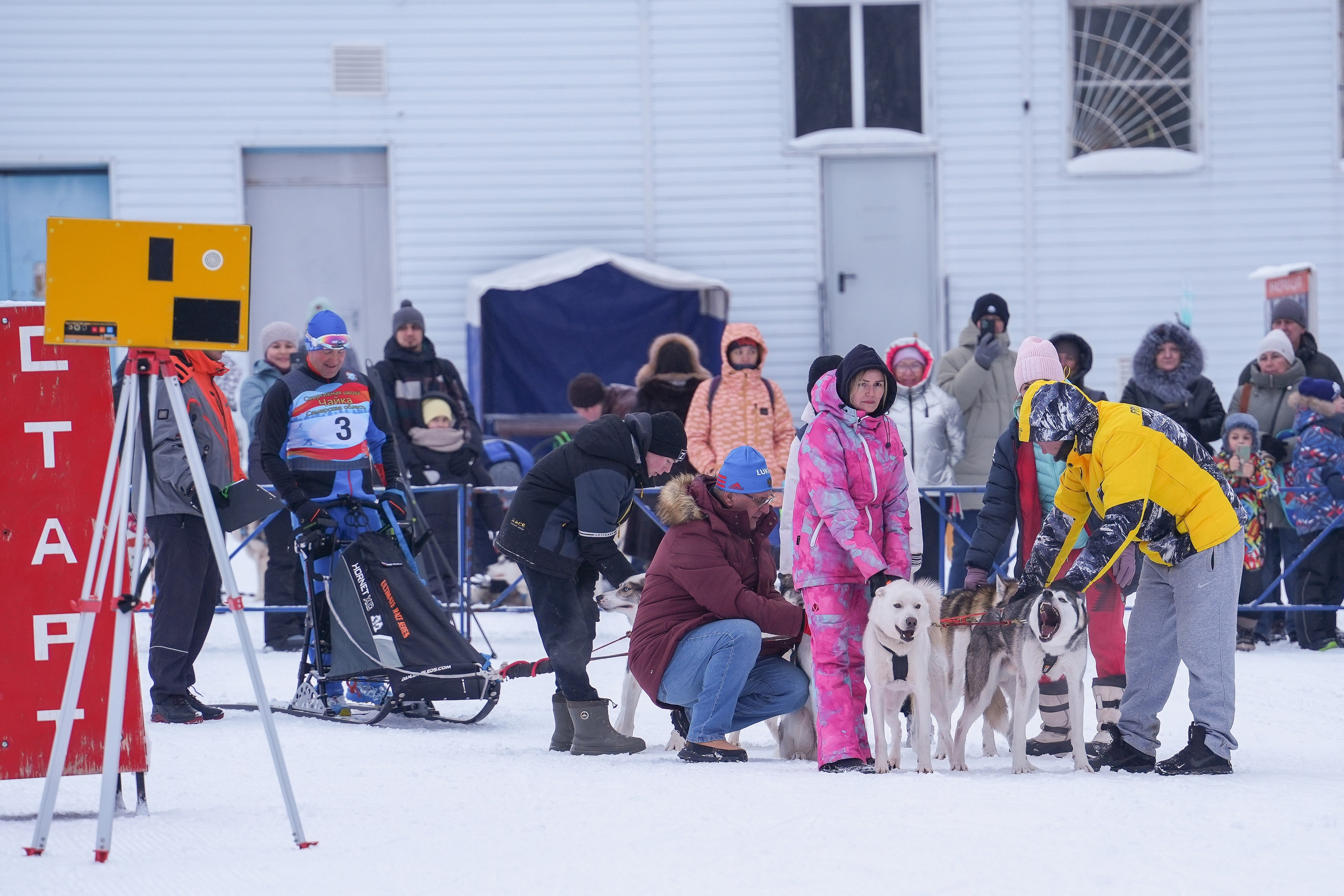 Рождественские гонки на собаках. Т/б «Чайка». Семейный фотограф Владимир Просвиркин. г. Самара