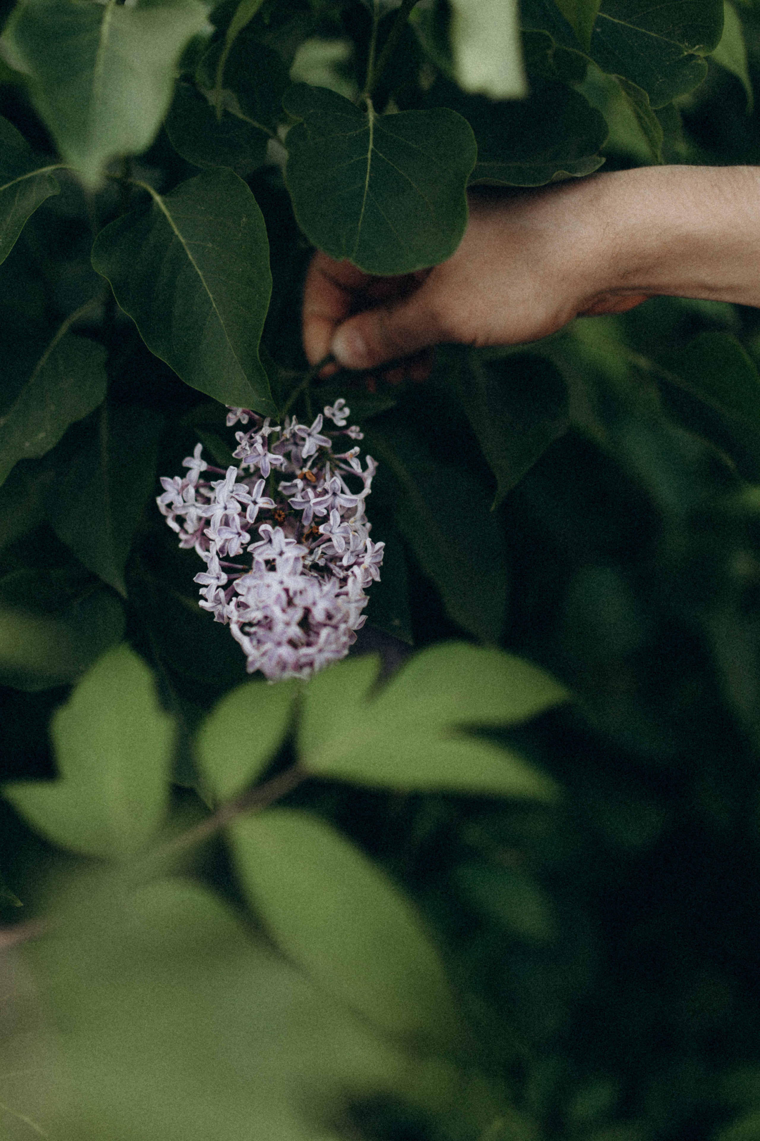 Лена & Миша. Фотограф НОГИНСК, Москва, Анастасия Белая