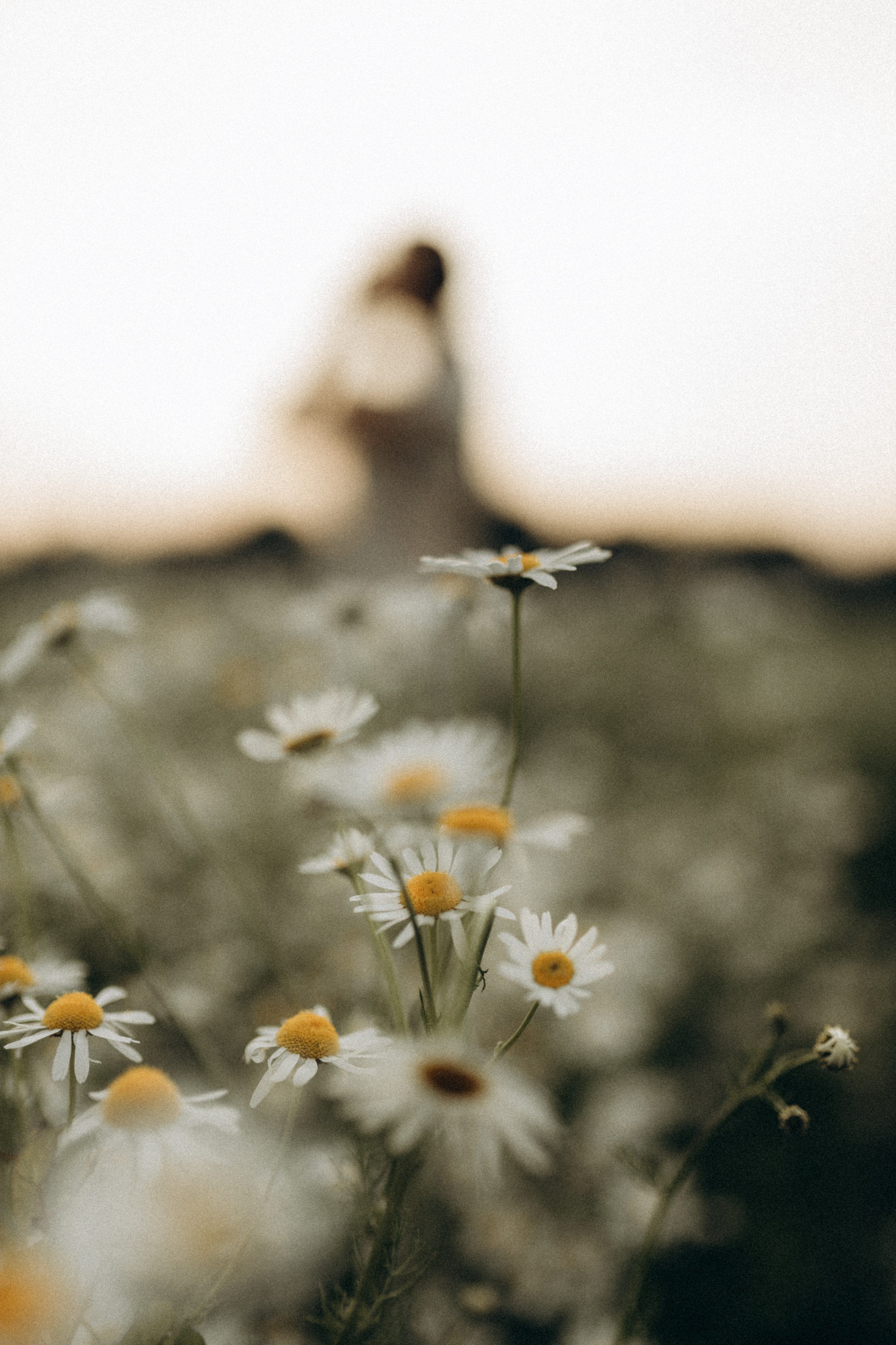 Семейная съёмка в ромашках. Фотограф НОГИНСК, Москва, Анастасия Белая