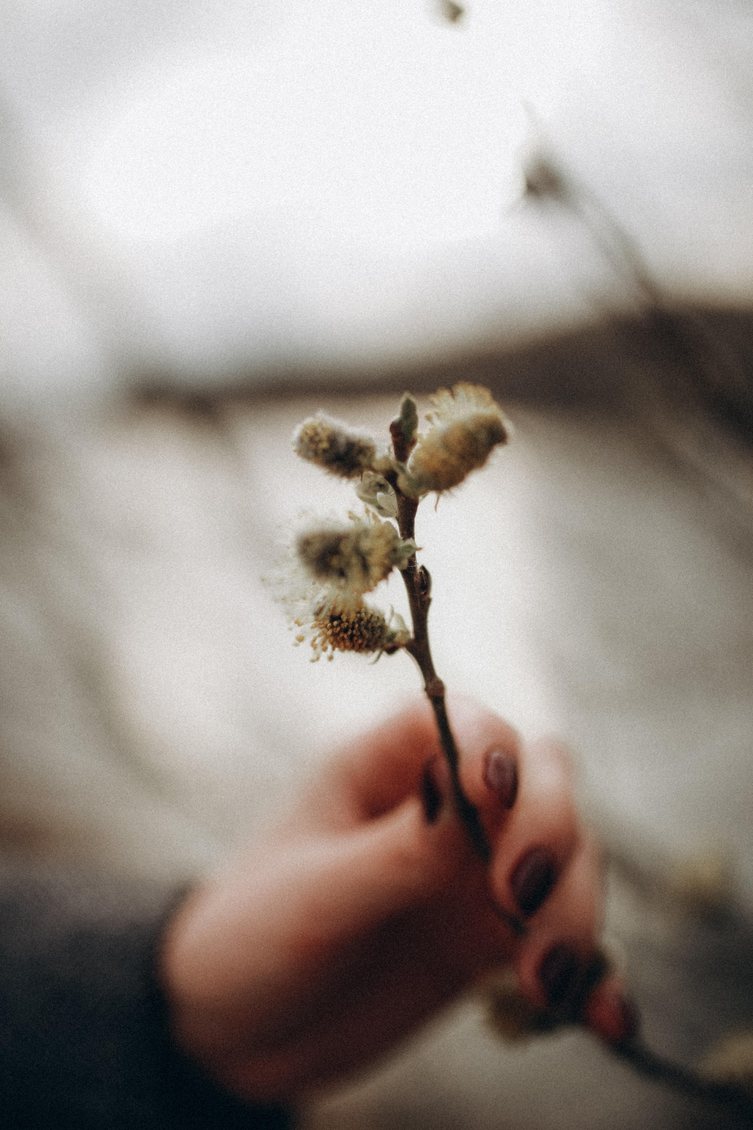 Виктория-Антуанетта. Фотограф НОГИНСК, Москва, Анастасия Белая