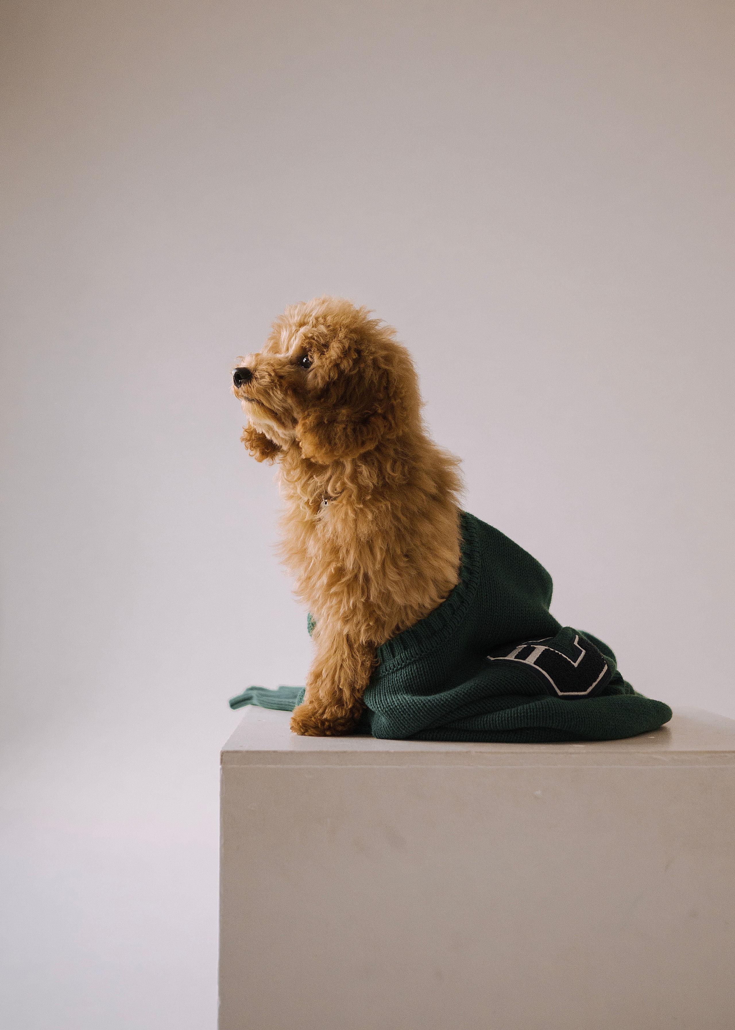 Утилита. Фотограф- анималист Александра Матвеева