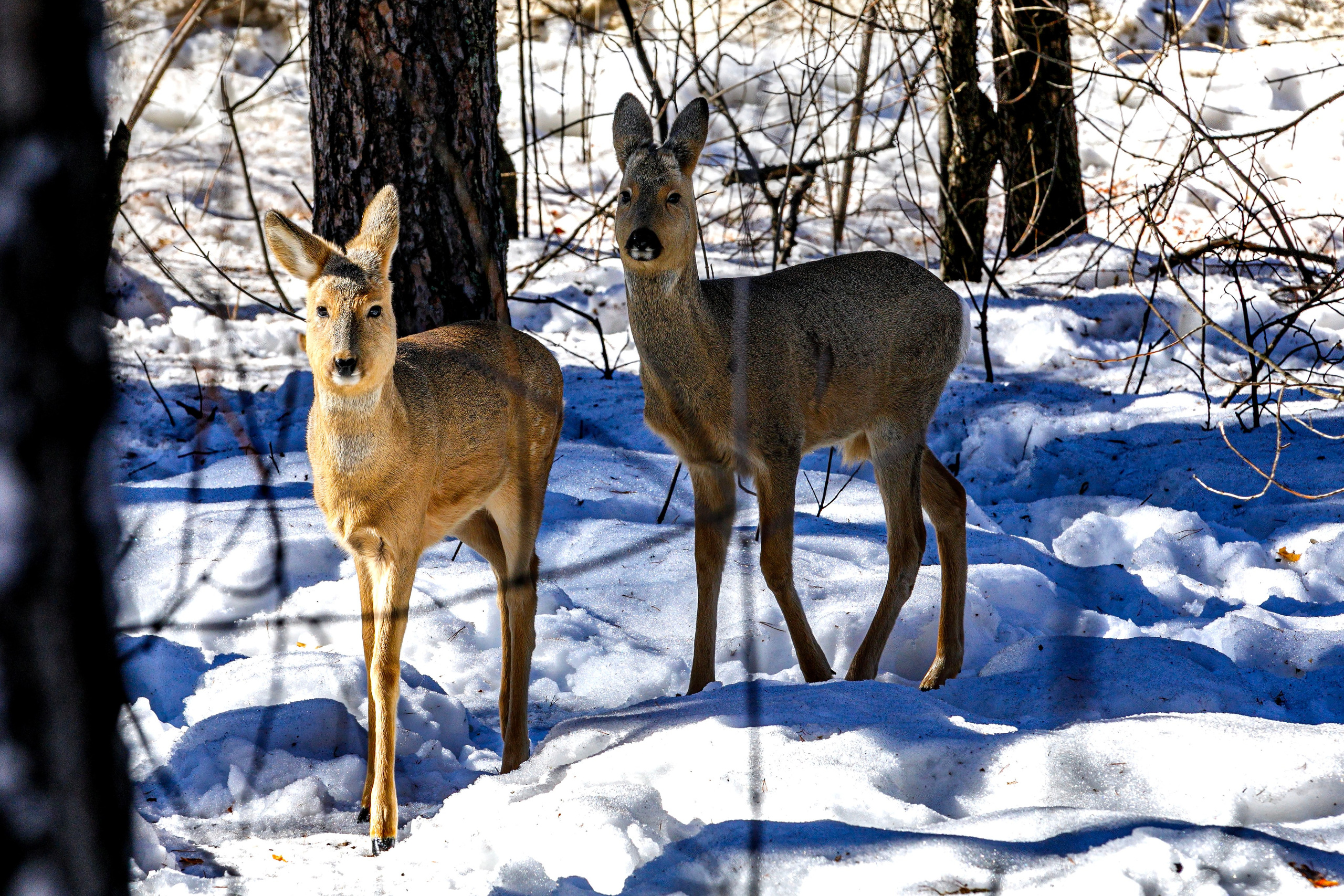 Уютный город мой. Фотограф Андрей Гузеев