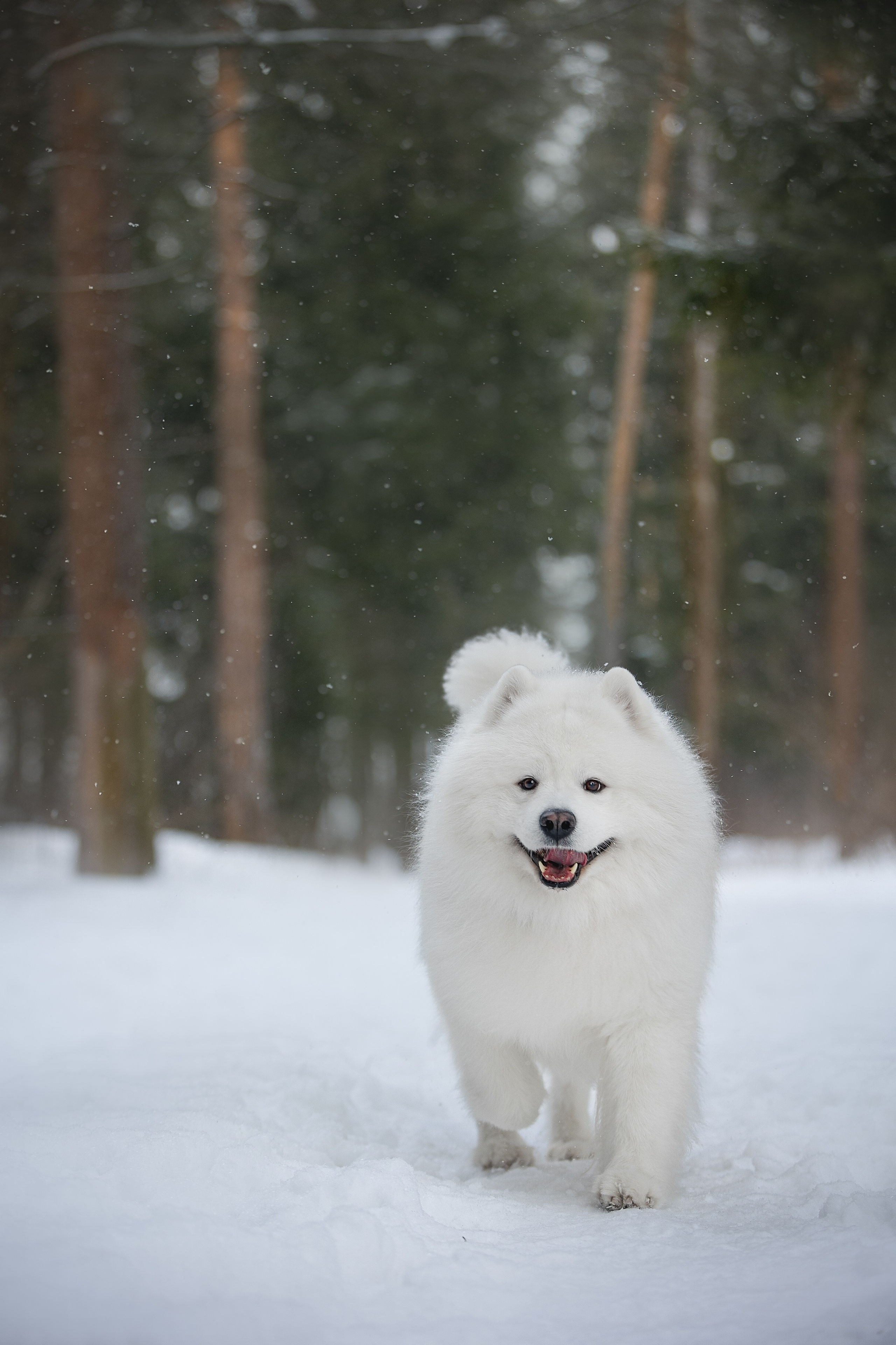 Самоедские мальчишки. Фотограф анималист в Москве Майорова Евгения