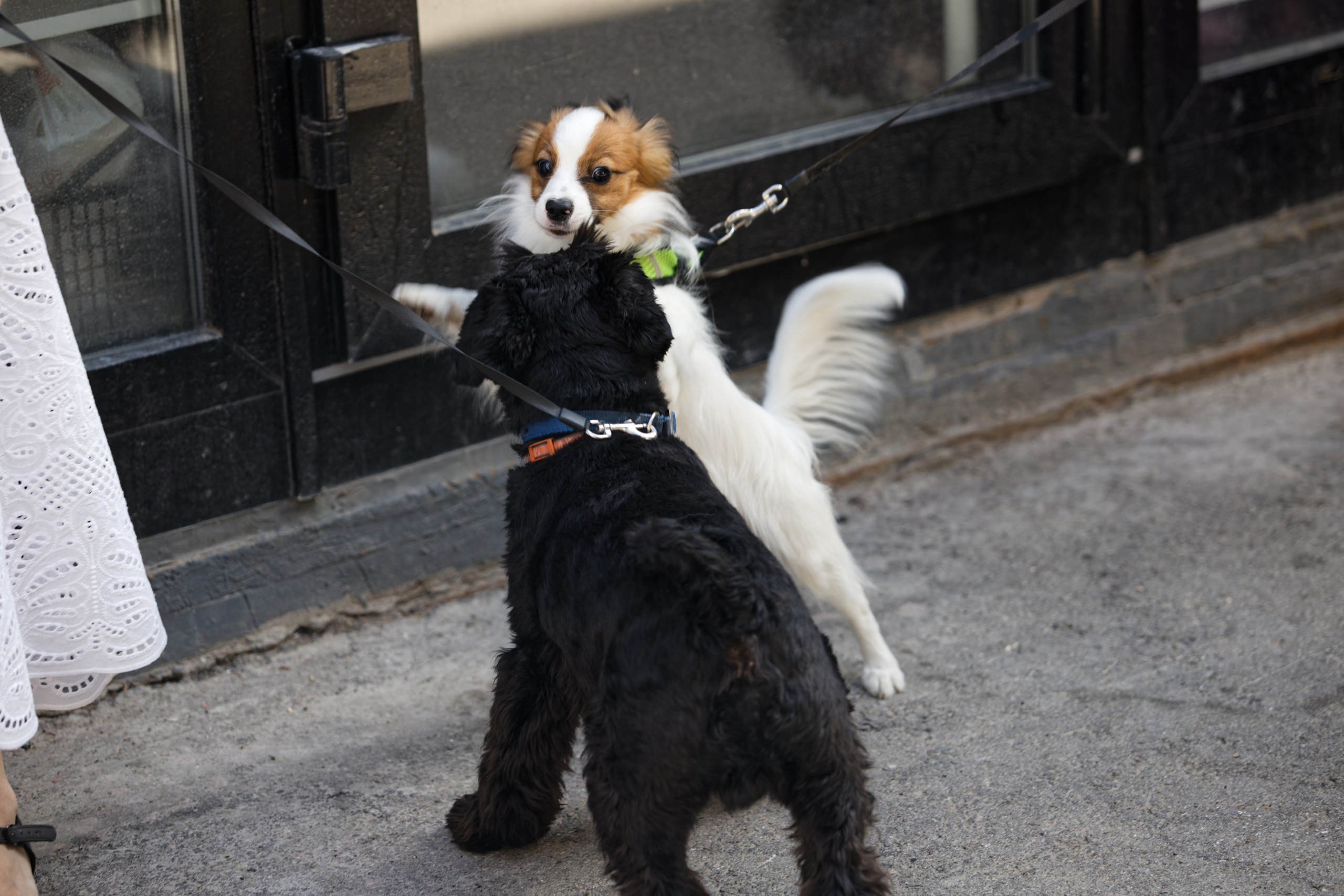 Вечеринка для собак Oh my dog 20.07.2025. Репортажный и спортивный фотограф в г. Пермь Зильберг Павел