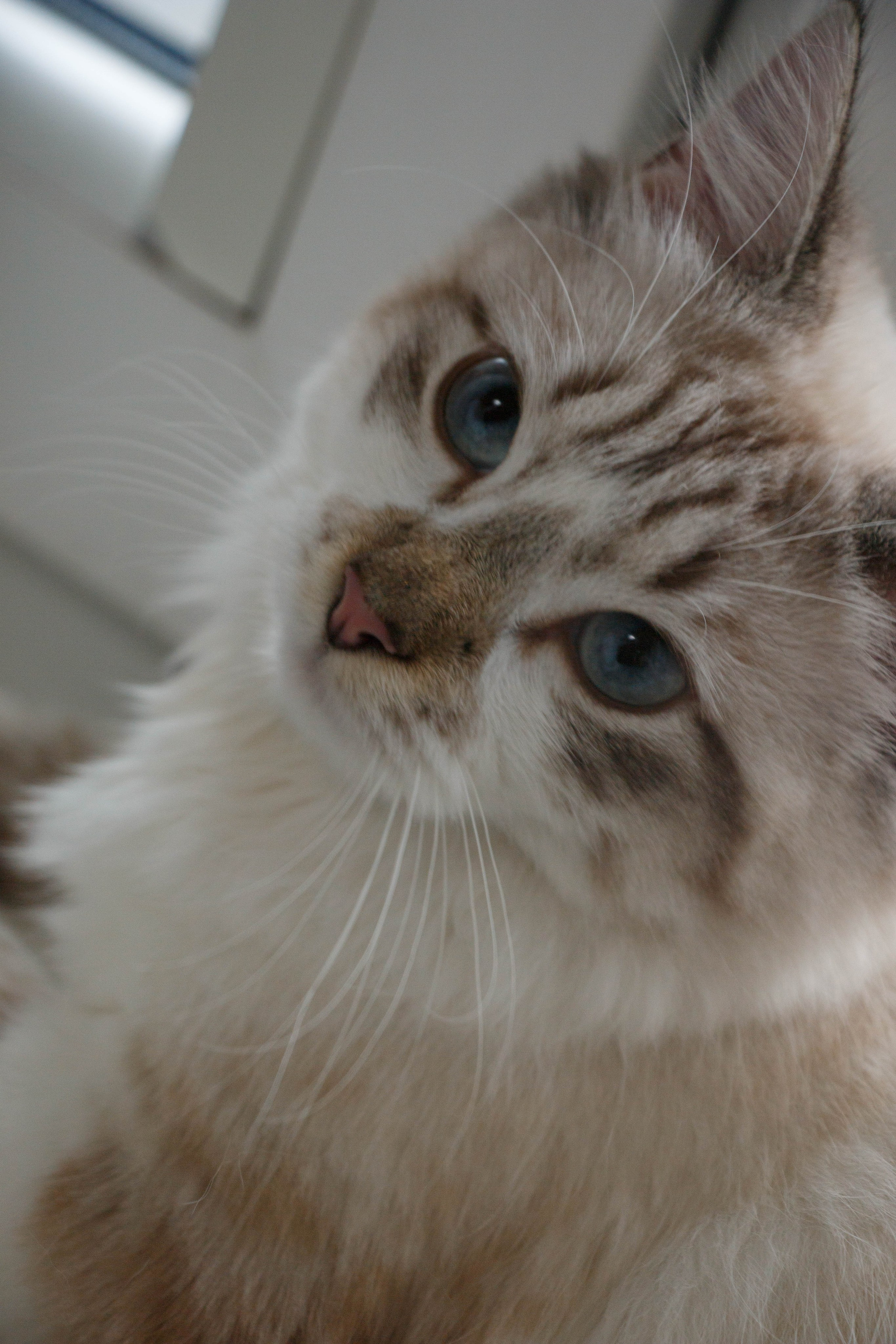 Kristina & Miya. Бережно сохраняю ваши чувства и истории на своих фотографиях