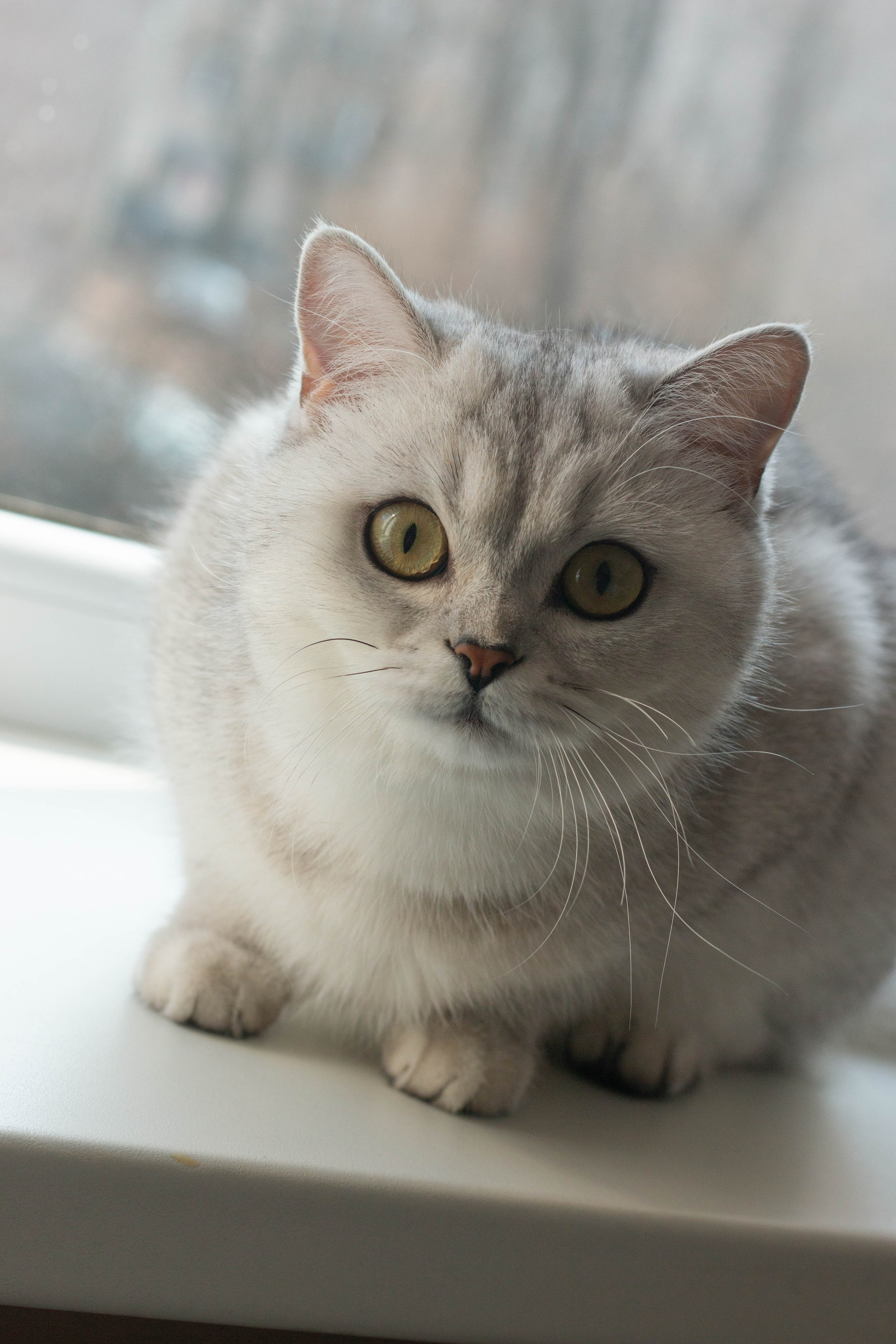 NASTYA & KITTI. Бережно сохраняю ваши чувства и истории на своих фотографиях