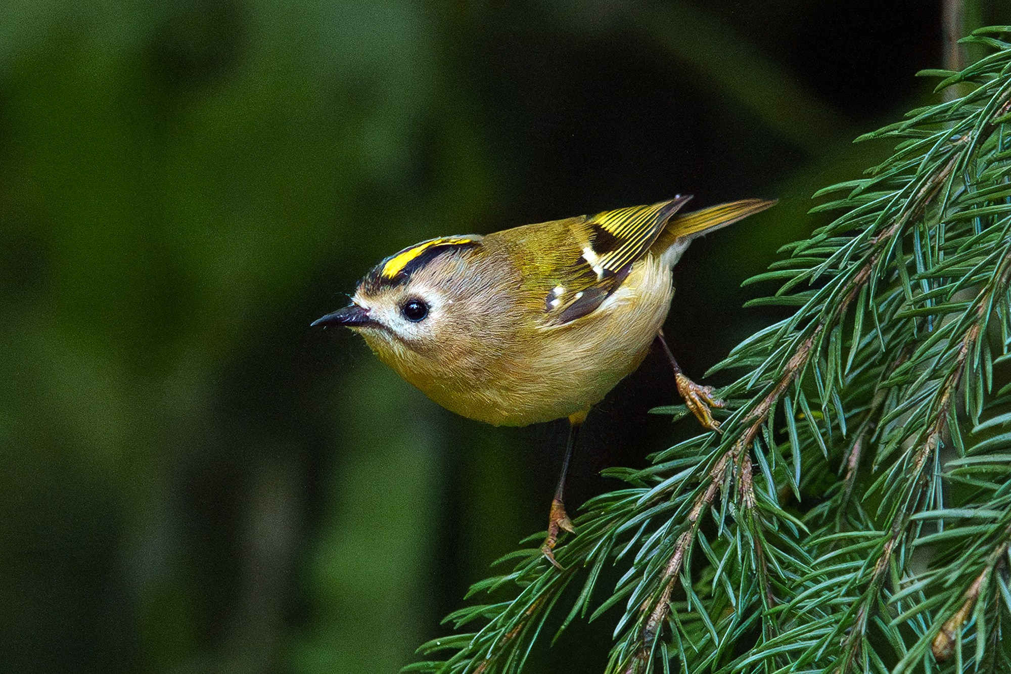 Удивительные мир птиц. Вокруг нас столько прекрасного — присмотритесь!. Ваш личный фотограф Марина Волкова